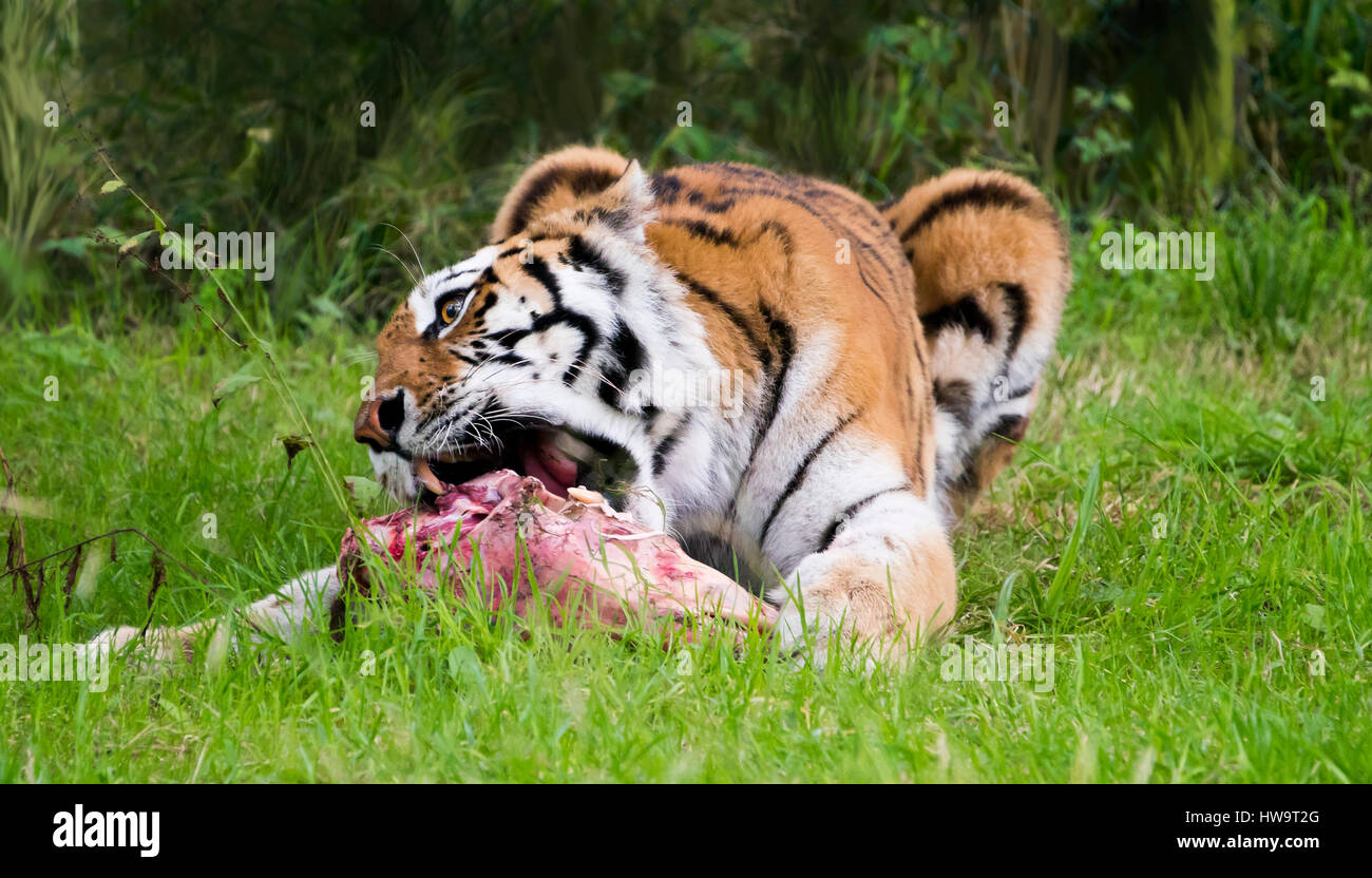 Horizontale Nahaufnahme von einem bengalischen Tiger. Stockfoto