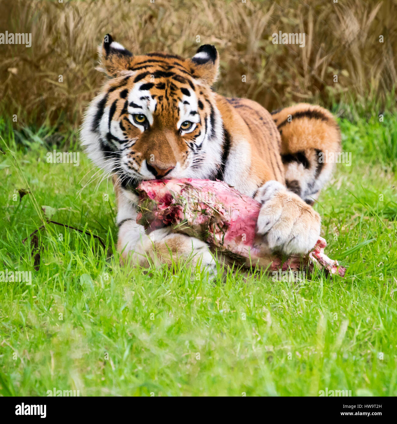 Platz in der Nähe bis von einem bengalischen Tiger. Stockfoto