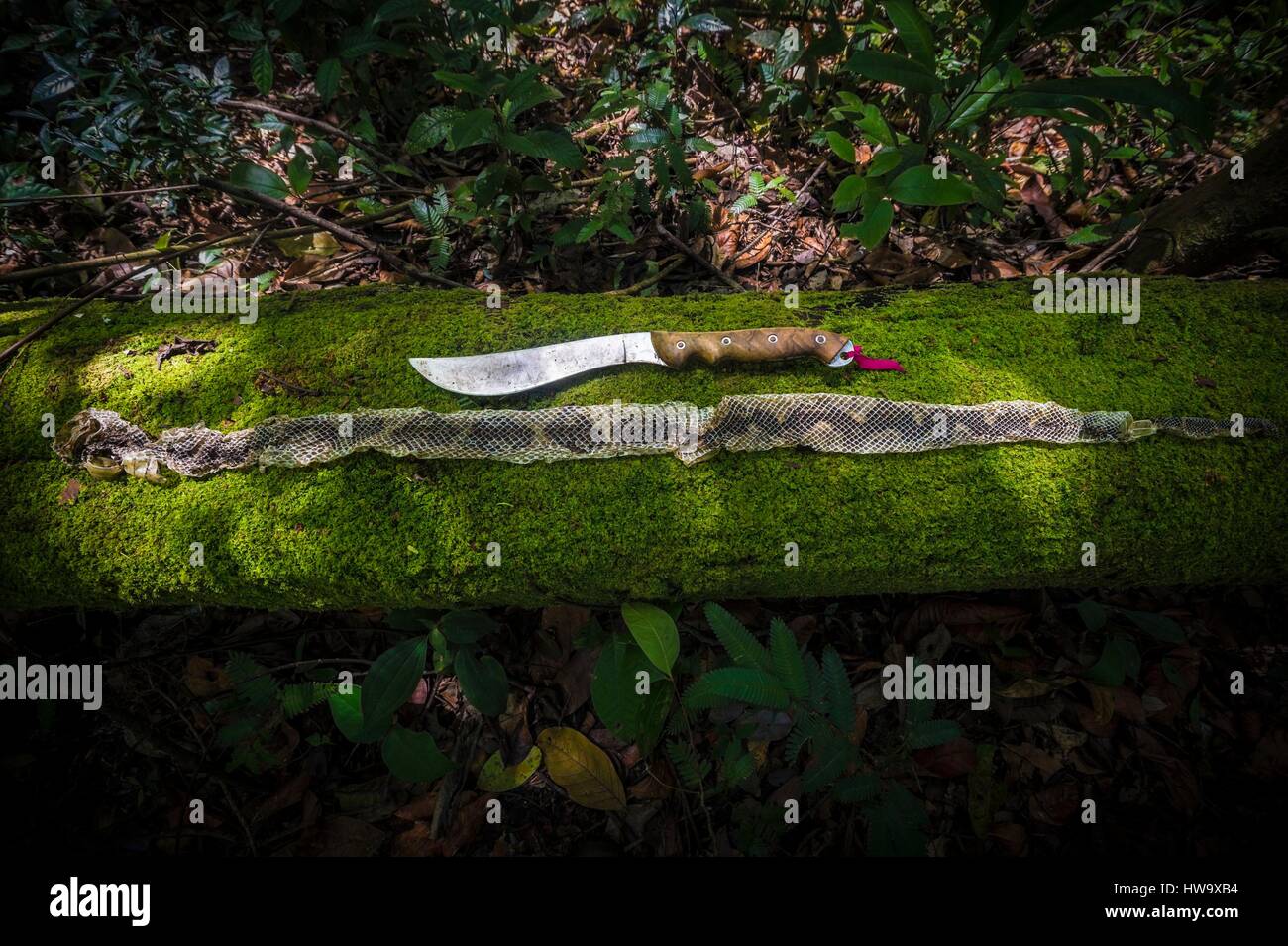 Frankreich, Guyana, Französisch-Guyana Amazonas Park Herz Bereich, Mount Itoupe, Regenzeit, vergießen mehr als 1,10 m von der gefürchteten Grage großformatigen Fliesen (Lachesis Muta) auf einem bemoosten Stamm Stockfoto