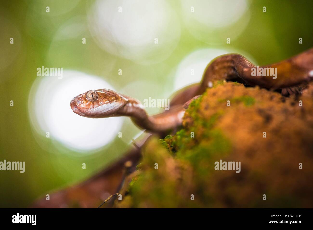 Frankreich, Guyana, Französisch Guyana Amazonas Park, Herz-Bereich, Mount Itoupe, Regenzeit, Schlange (Dipsas Indica) auf einem Baumstamm Stockfoto