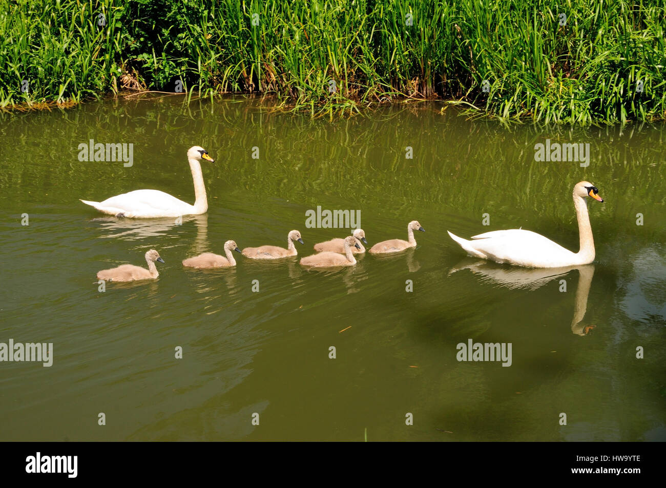 Eine Familie von Höckerschwäne auf einem Binnenschiff. Stockfoto