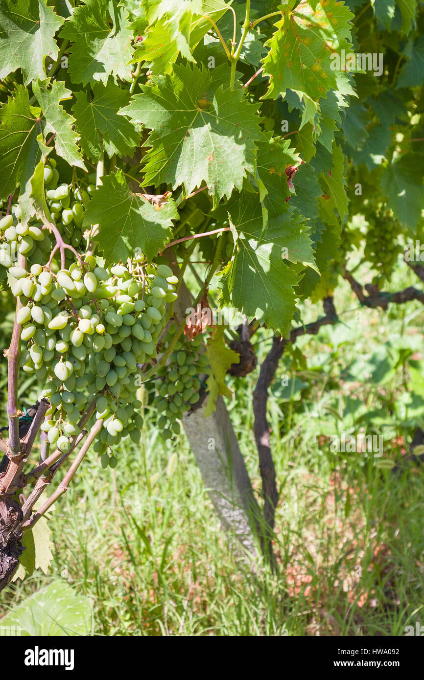 Agrotourismus in Italien - grüne Trauben im Weinberg in Weinregion Ätna in Sizilien Stockfoto