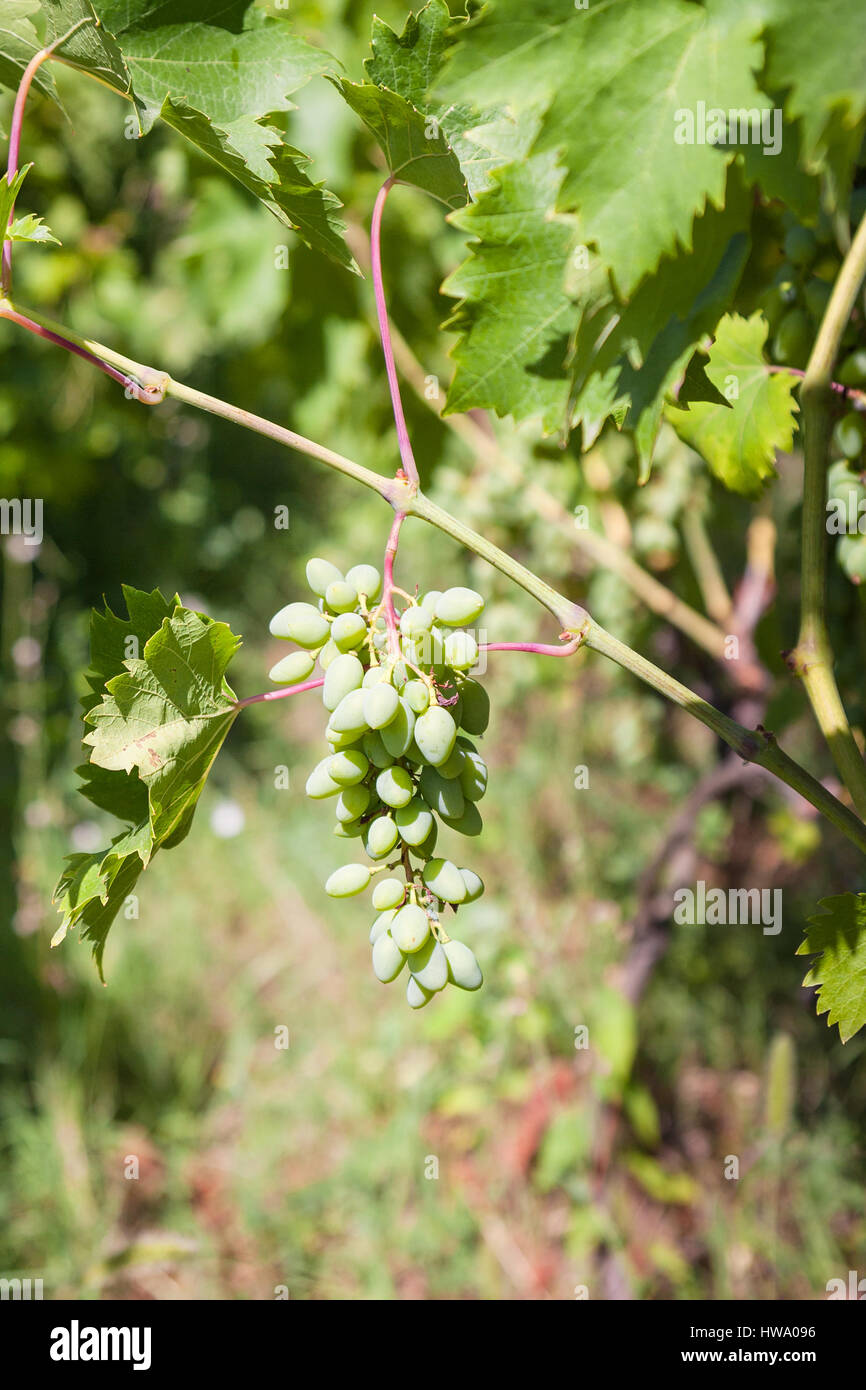 Agrotourismus in Italien - grüne Traube Weinberg in Weinregion Ätna in Sizilien hautnah Stockfoto