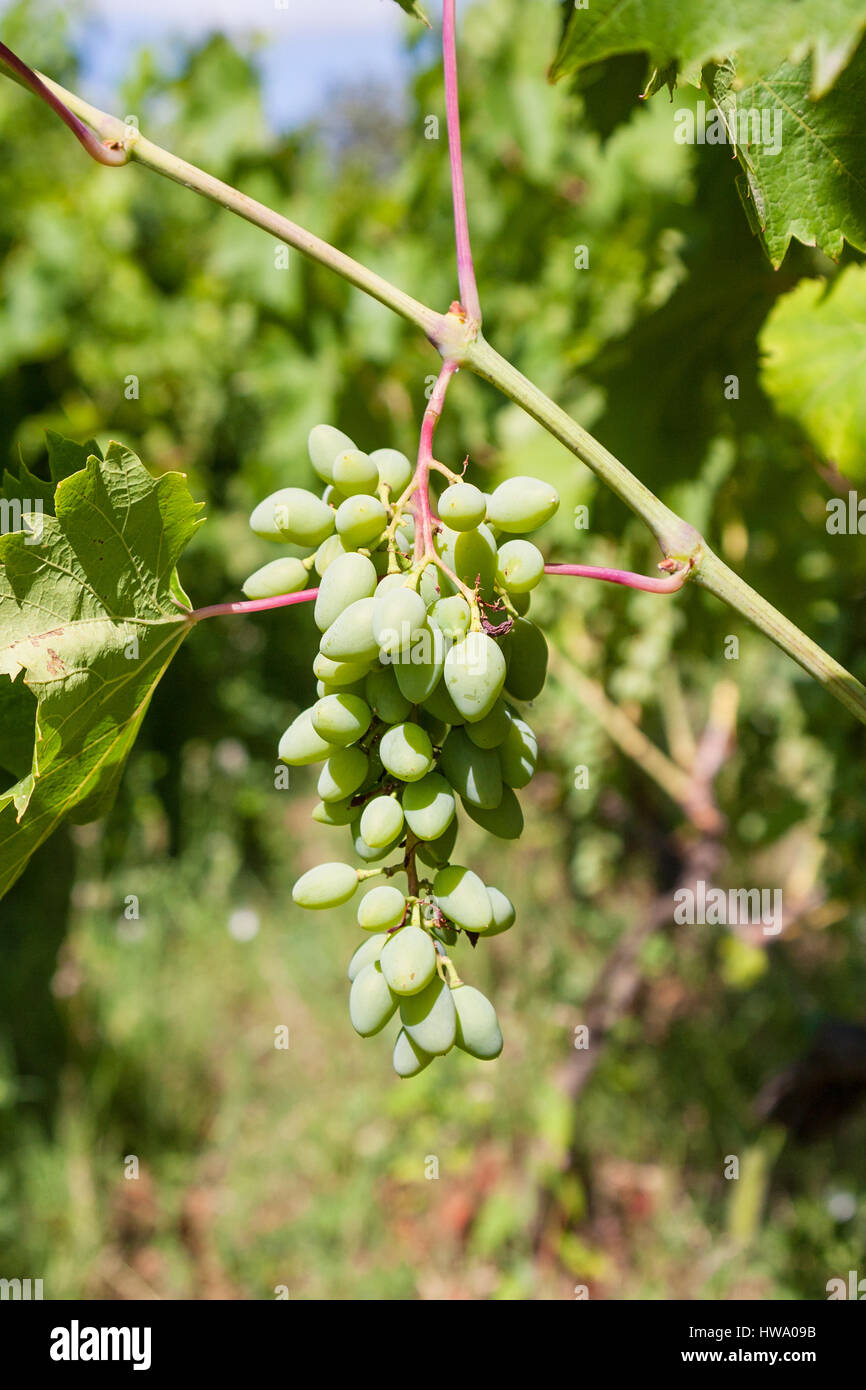 Agrotourismus in Italien - weiße Traube Weinberg in Weinregion Ätna in Sizilien hautnah Stockfoto