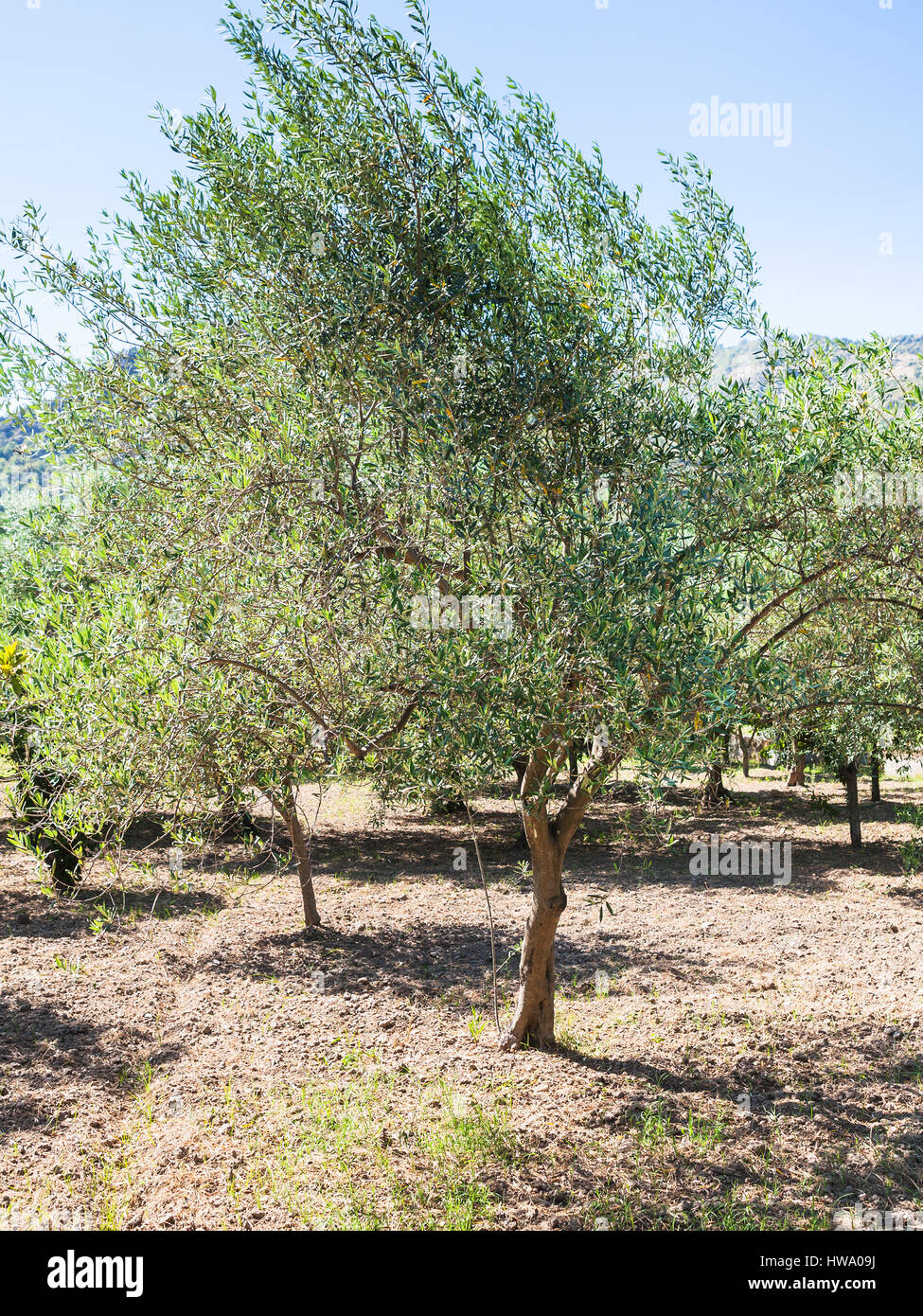 Agrotourismus in Italien - grüne Olivenbaum im Garten in Sizilien Stockfoto