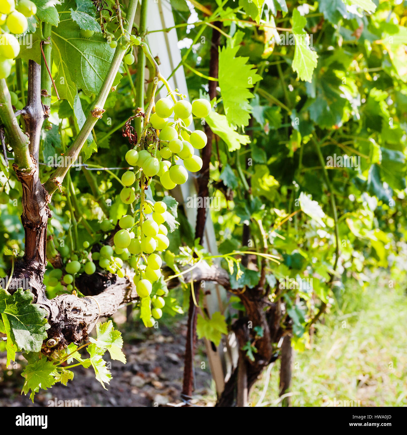 Agrotourismus in Italien - Reihe von weißen Trauben am Weinberg in Weinregion Ätna in Sizilien Stockfoto