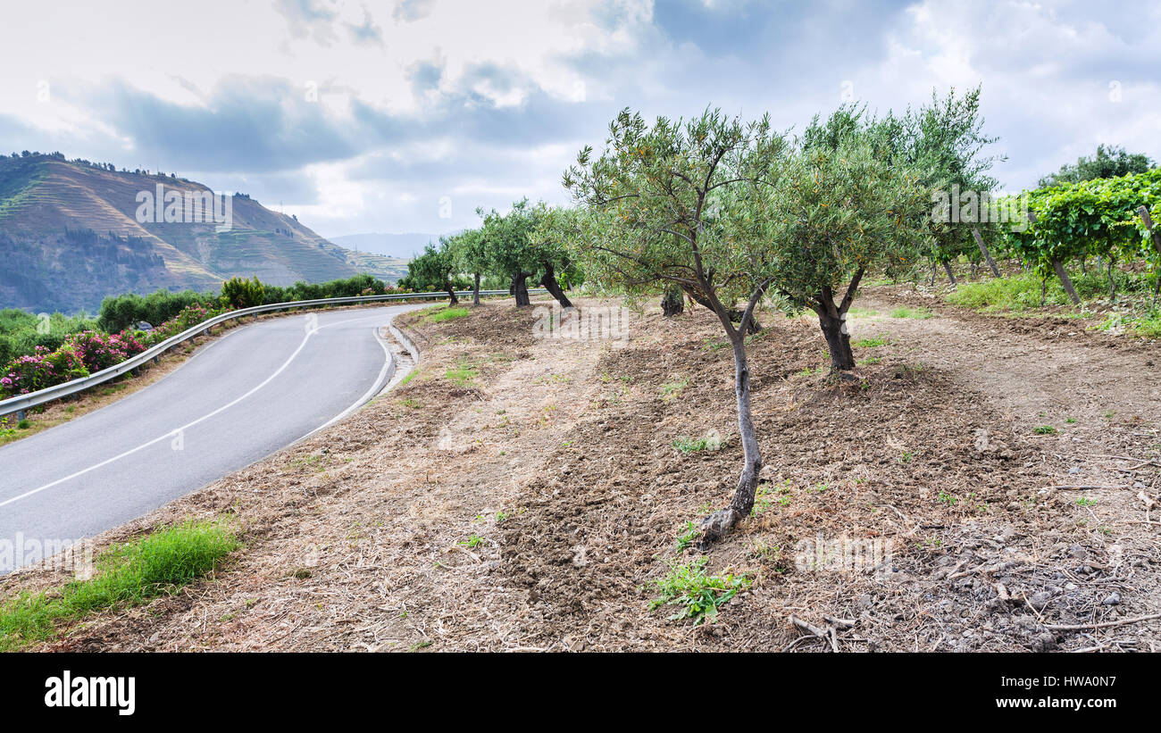 Agrotourismus in Italien - Olivenbäume und Weinberge am Straßenrand in Sizilien Stockfoto