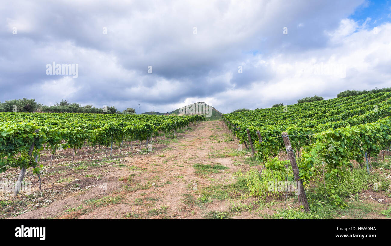Agrotourismus in Italien - Wolken über grüne Weinberg in der Ätna-Region in Sizilien Stockfoto