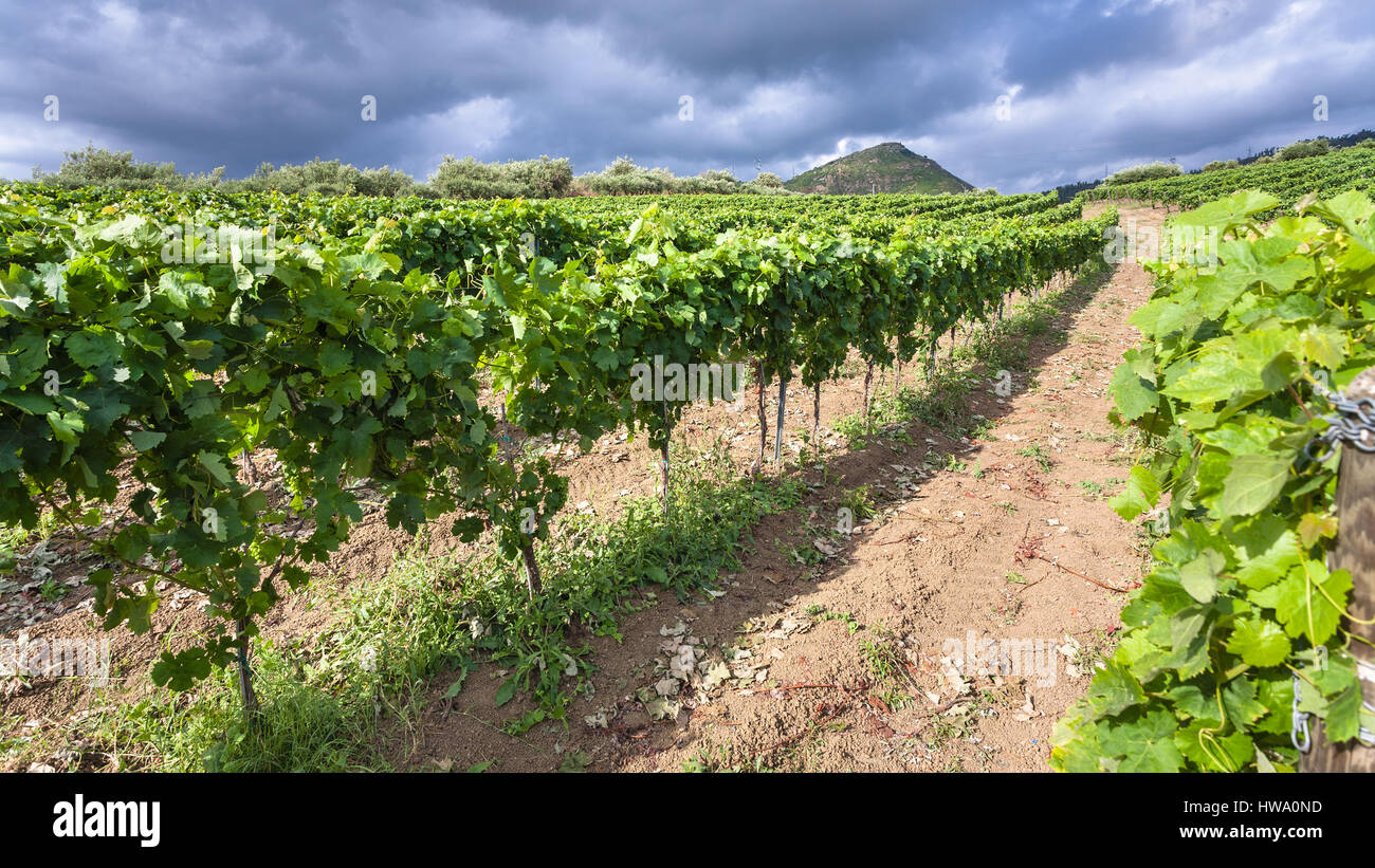 Agrotourismus in Italien - grüne Weinberg in der Ätna-Region in Sizilien Stockfoto
