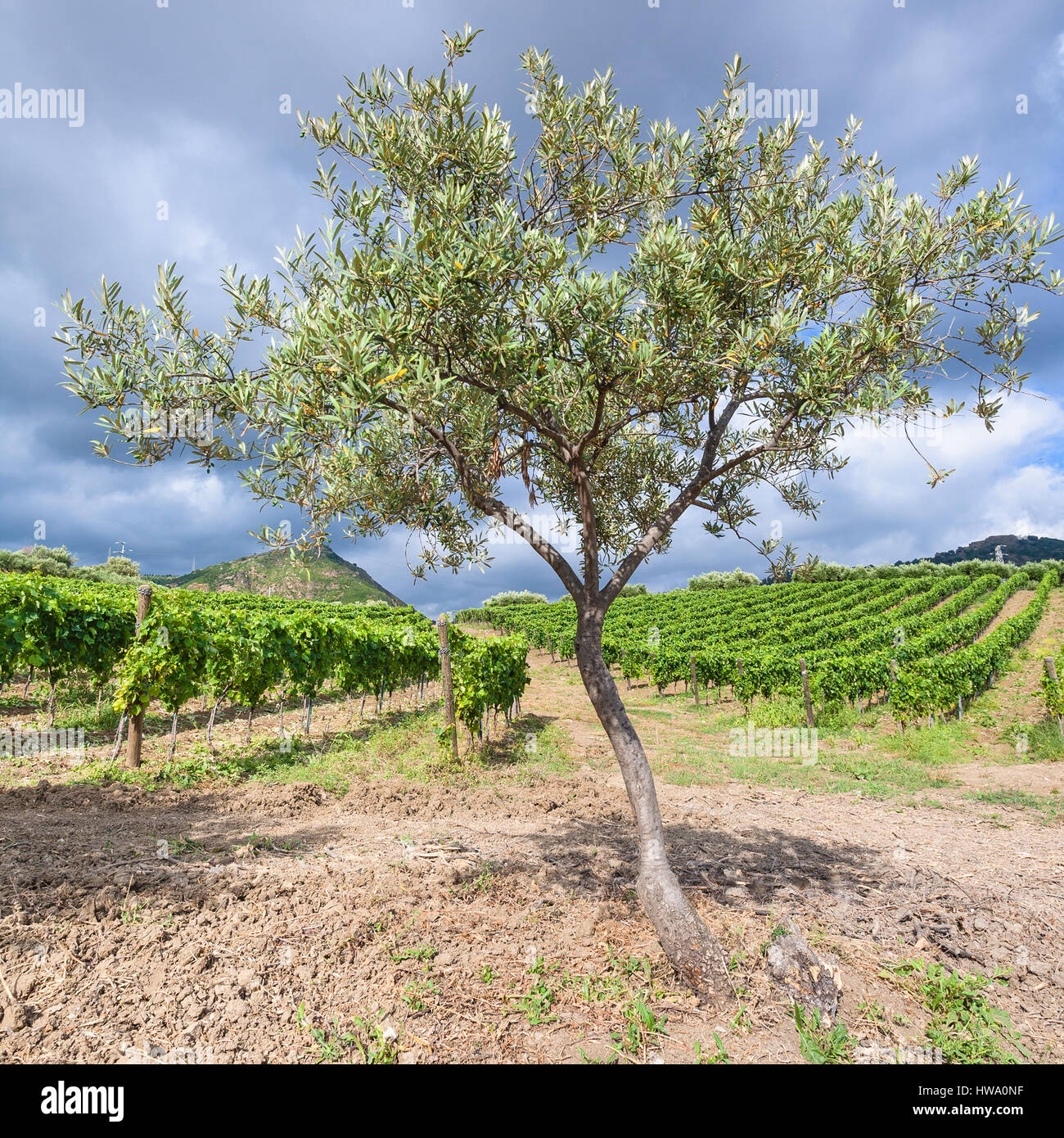 Agrotourismus in Italien - Olivenbaum in der Nähe von Weinbergen in der Ätna-Region in Sizilien Stockfoto