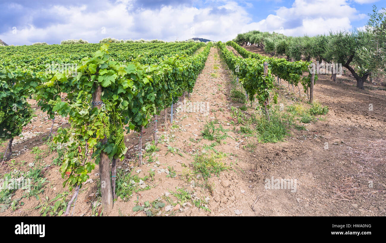 Agrotourismus in Italien - grüne Weinberge und Olivenbäume Garten im Ätna-Region in Sizilien Stockfoto