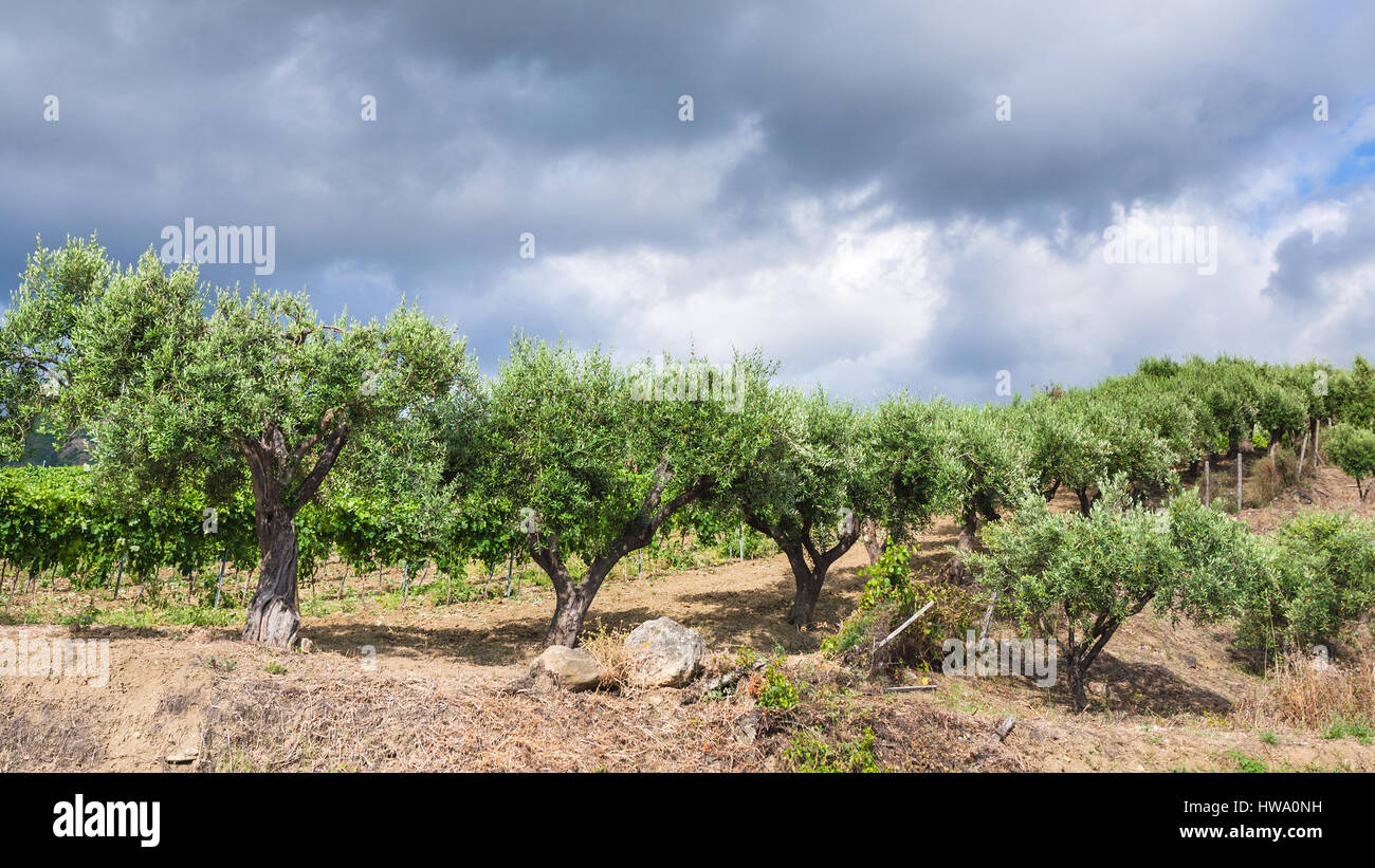 Agrotourismus in Italien - Olivenbäume im Garten in der Ätna-Region von Sizilien Stockfoto