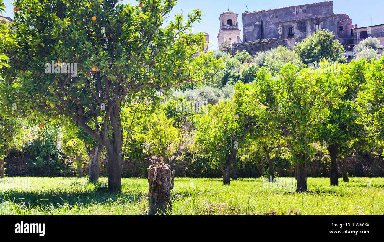 Agrotourismus in Italien - Orangenbäumen im Stadtgarten in Francavilla di Sicilia Stadt in Sizilien Stockfoto