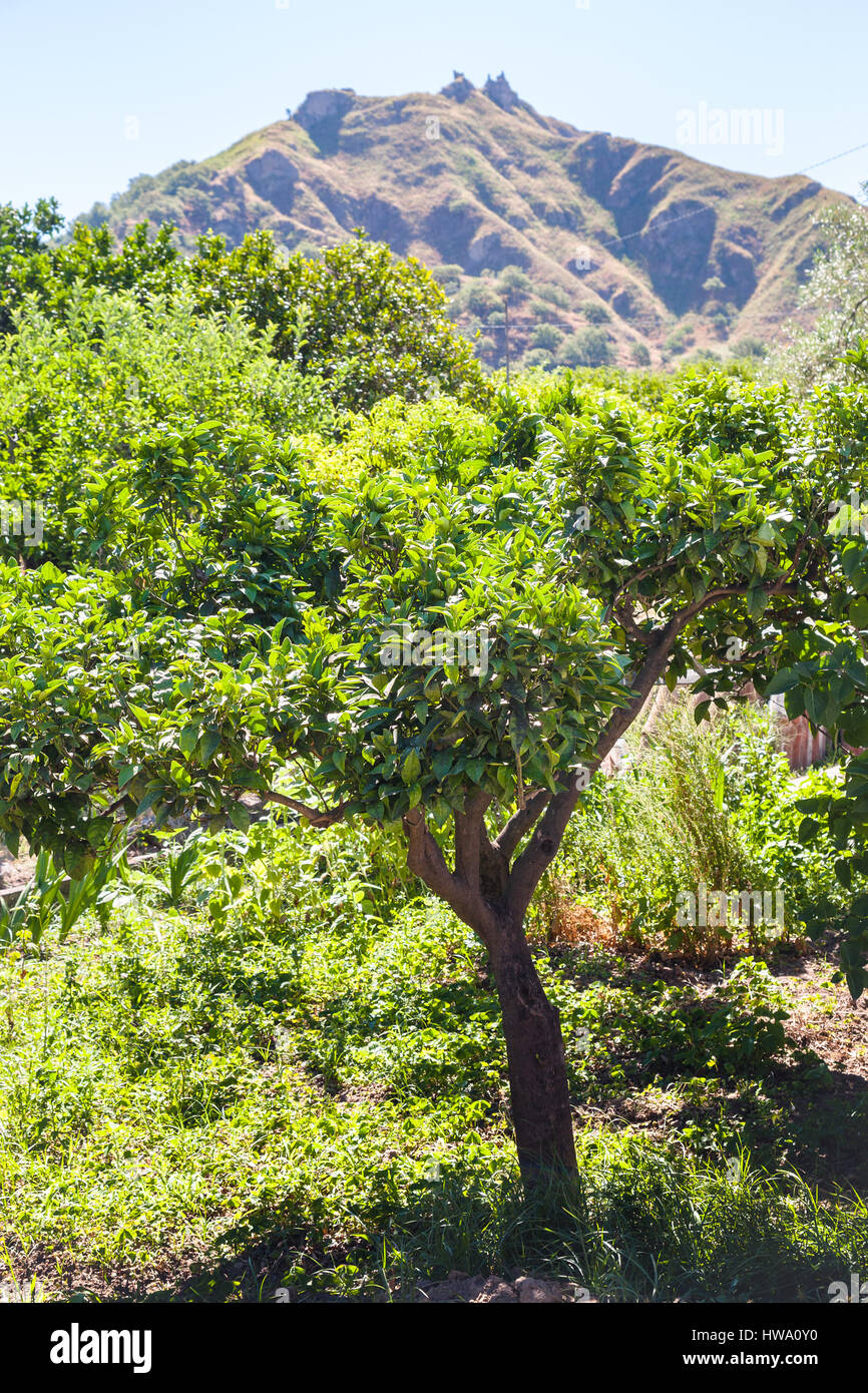 Reisen Sie nach Italien - Orangenbaum im Garten in Francavilla di Sicilia Stadt in Sizilien im Sommertag Stockfoto