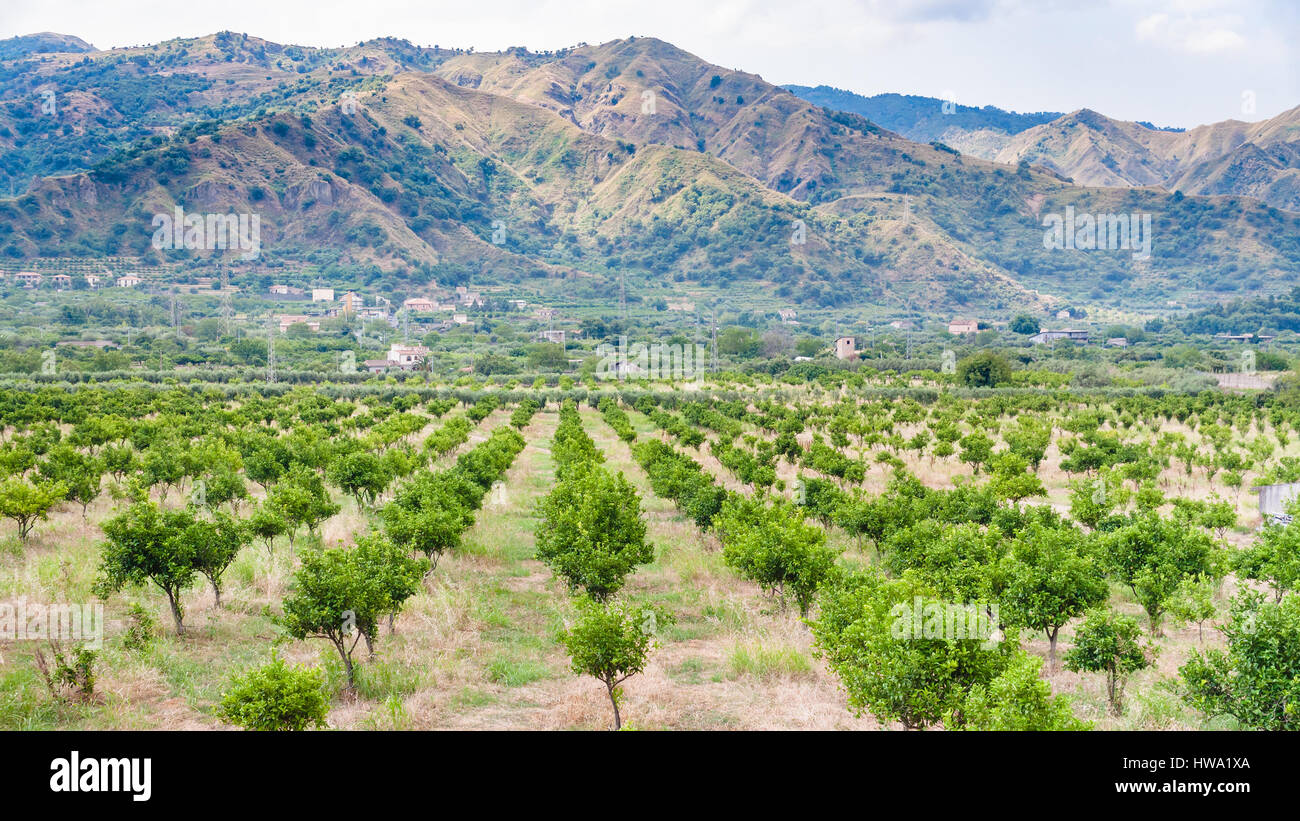 Agrotourismus in Italien - Mandarinen Bäume in Alcantara Region Sizilien Stockfoto