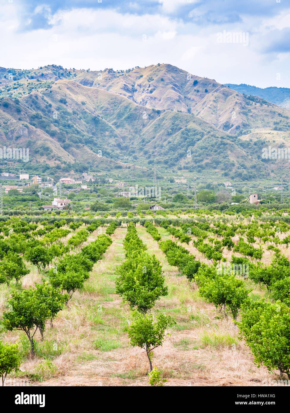 Agrotourismus in Italien - Mandarine Garten in Alcantara Region Sizilien Stockfoto