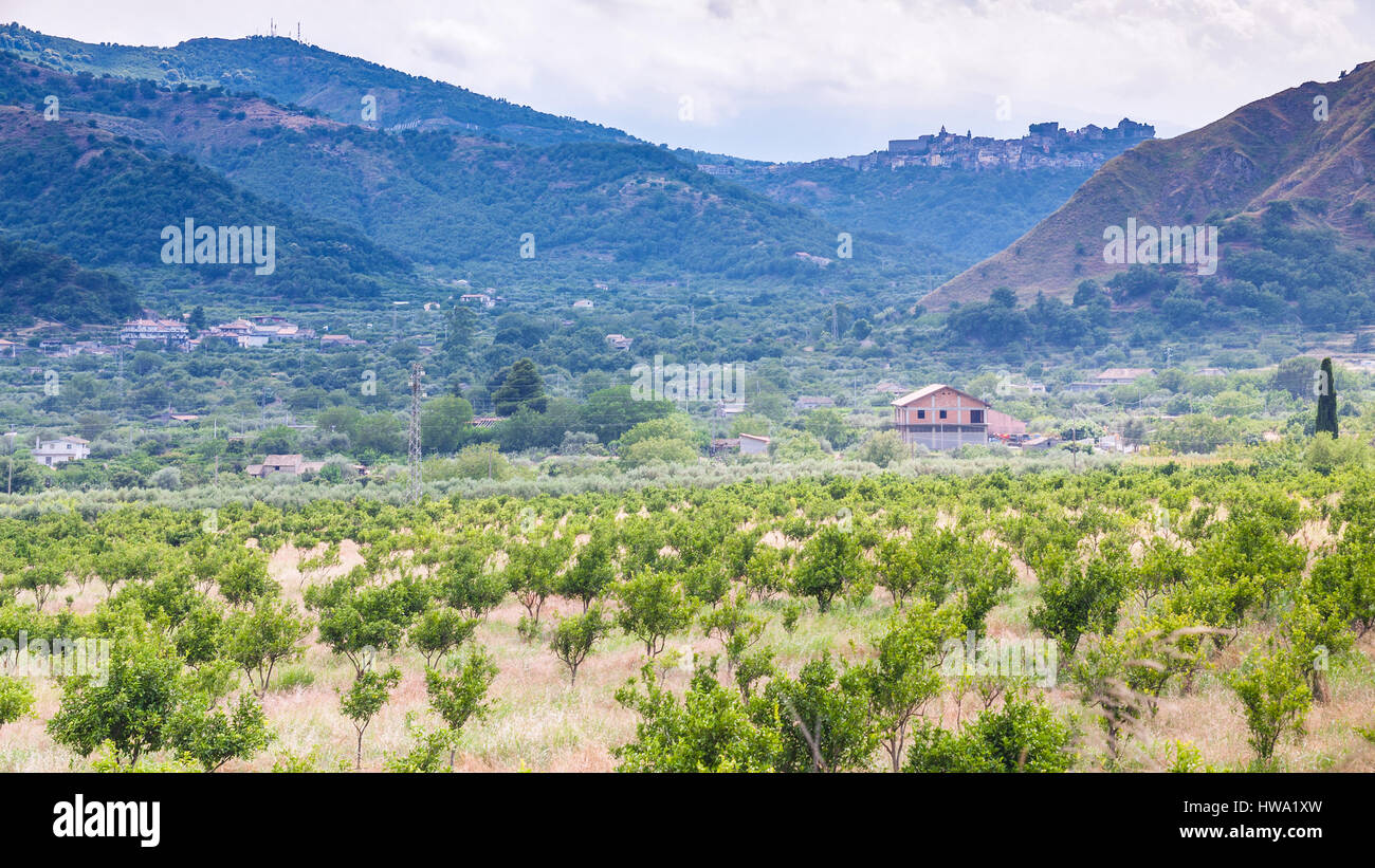 Agrotourismus in Italien - ländlichen Landschaft mit Mandarine Bäumen in Alcantara Region Sizilien Stockfoto