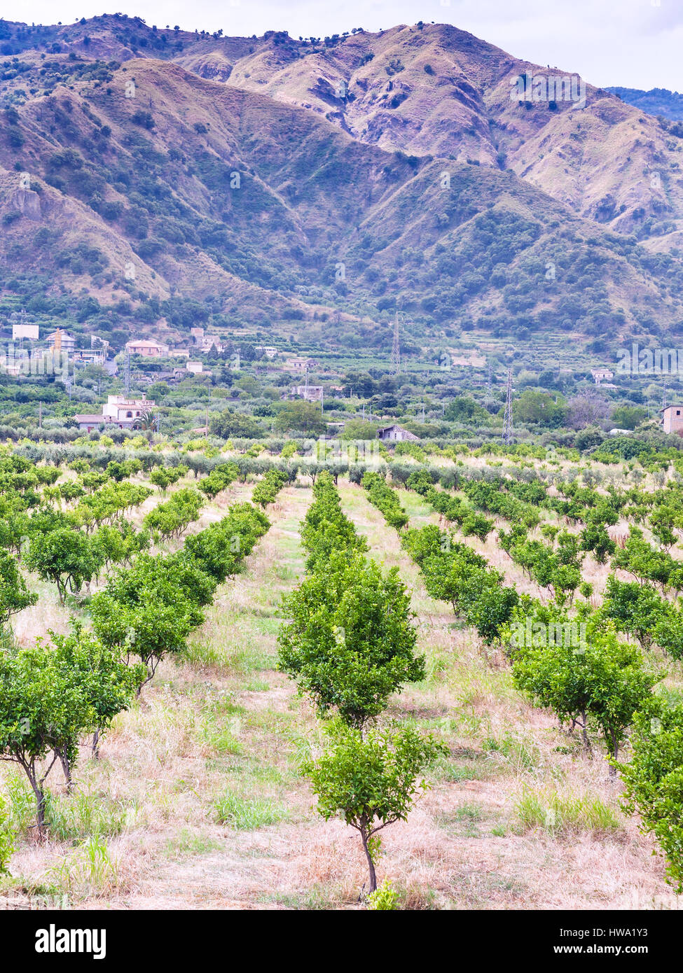 Agrotourismus in Italien - Mandarine Obstgarten in Alcantara Region Sizilien Stockfoto