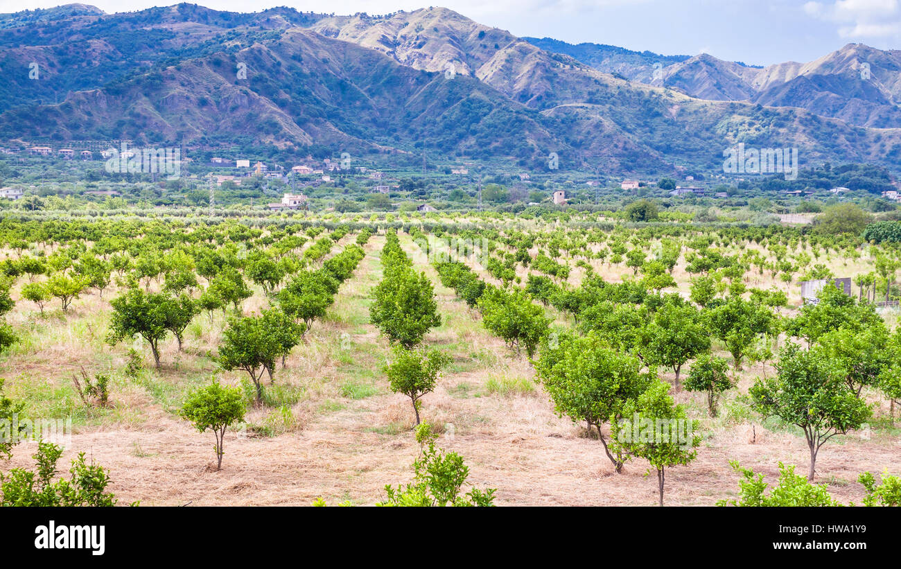 Agrotourismus in Italien - Mandarinen Bäume im Garten in Alcantara Region Sizilien Stockfoto