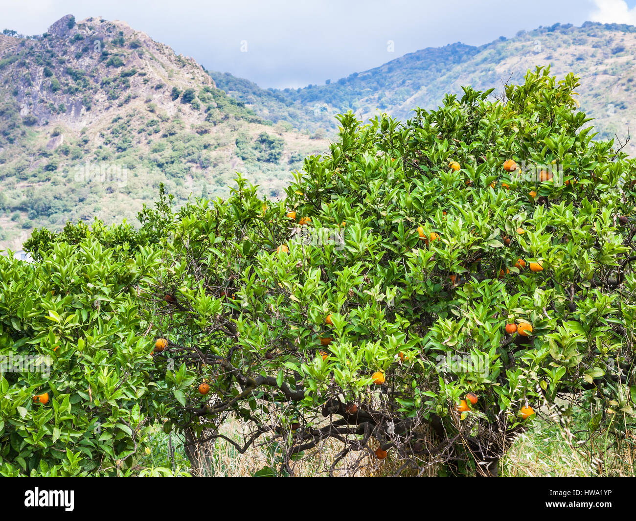 Agrotourismus in Italien - Mandarinen Bäume mit reifen Früchten im Garten in Sizilien Stockfoto