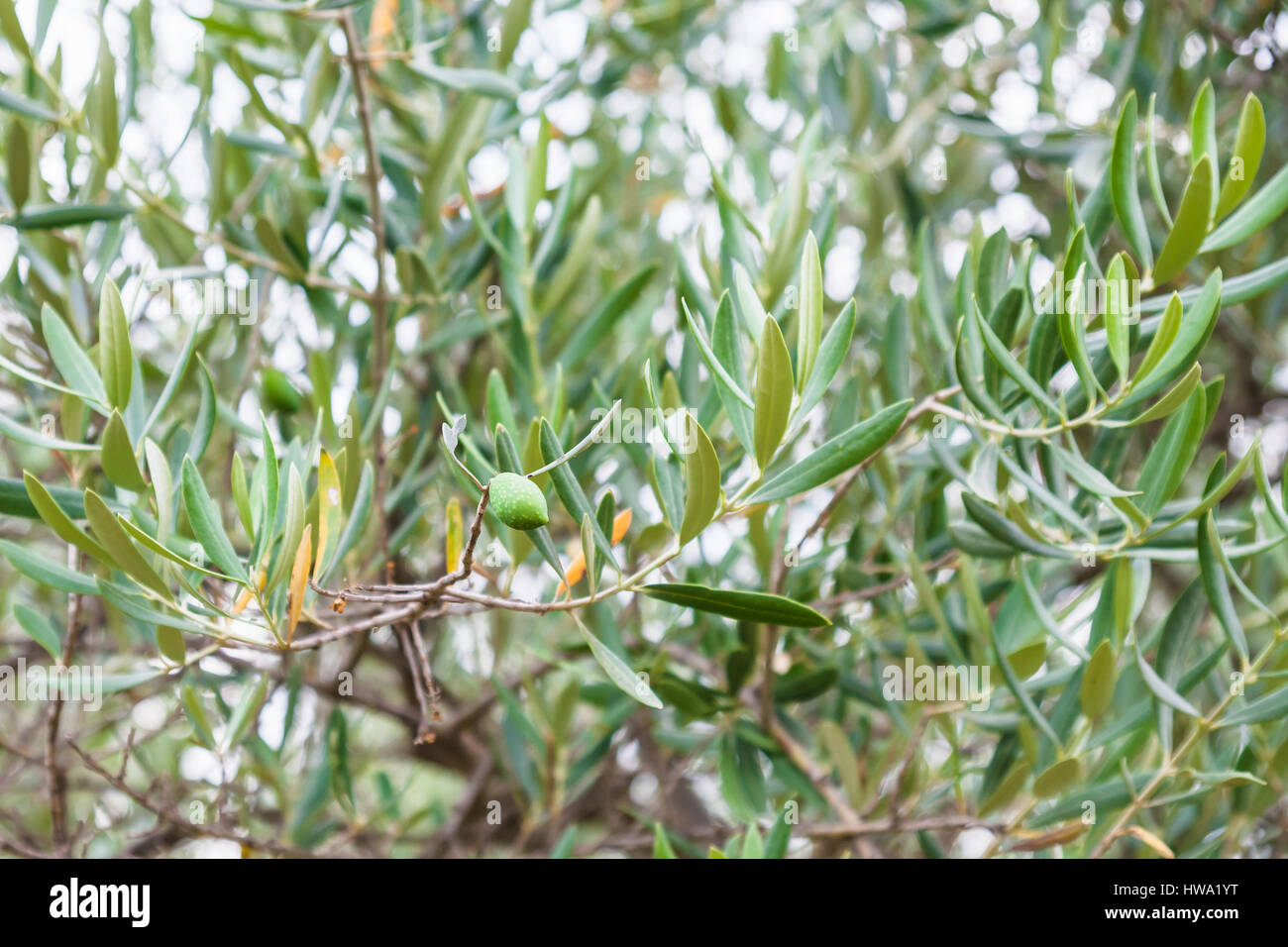 Agrotourismus in Italien - Nahaufnahme Oliven am Olivenbaum im Garten in Sizilien Stockfoto