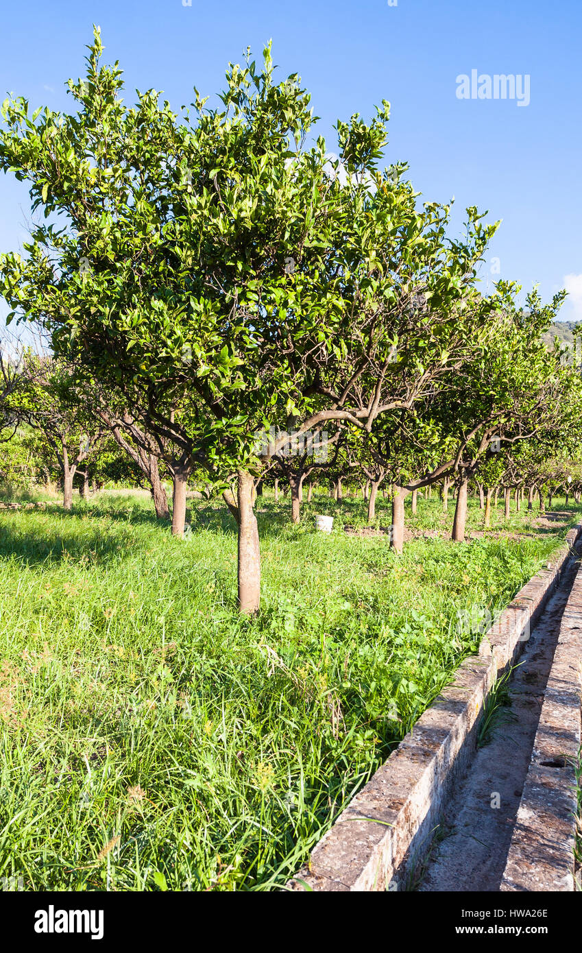 Agrotourismus in Italien - Zitronenbäume im Garten in Sizilien im Sommertag Stockfoto