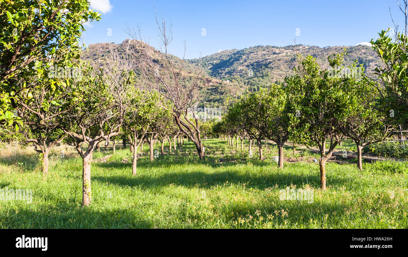 Agrotourismus in Italien - Zitrusgarten in Sizilien im Sommertag Stockfoto