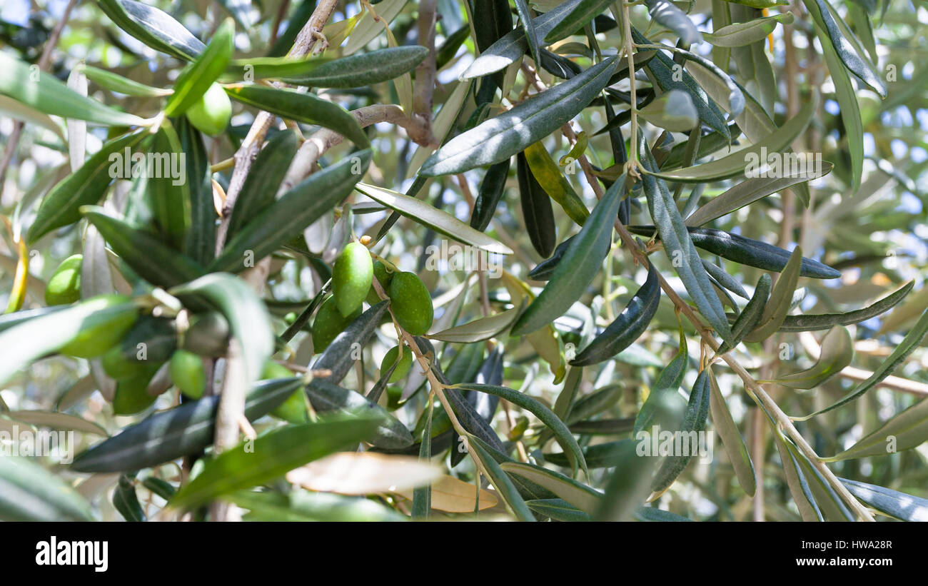 Agrotourismus in Italien - Zweige mit grünen Oliven auf Baum im Garten in Sizilien Stockfoto