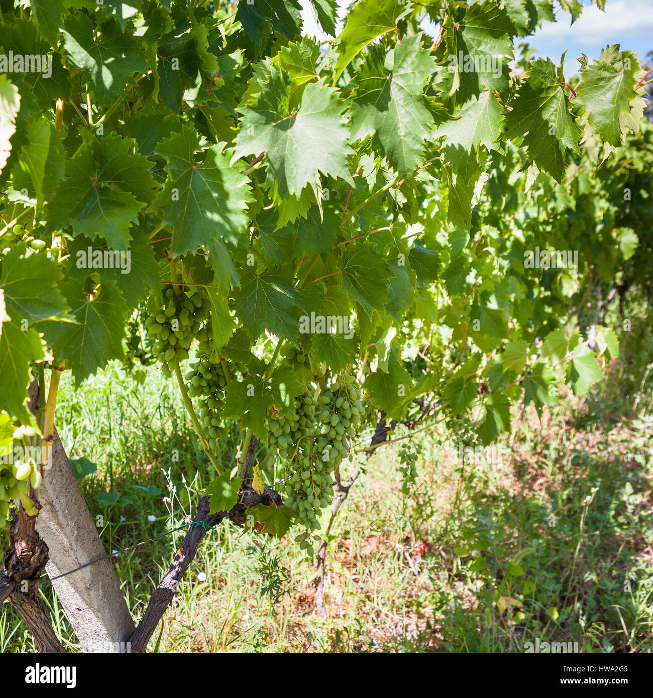 Agrotourismus in Italien - viele Grapees im Weinberg in Weinregion Ätna in Sizilien Stockfoto