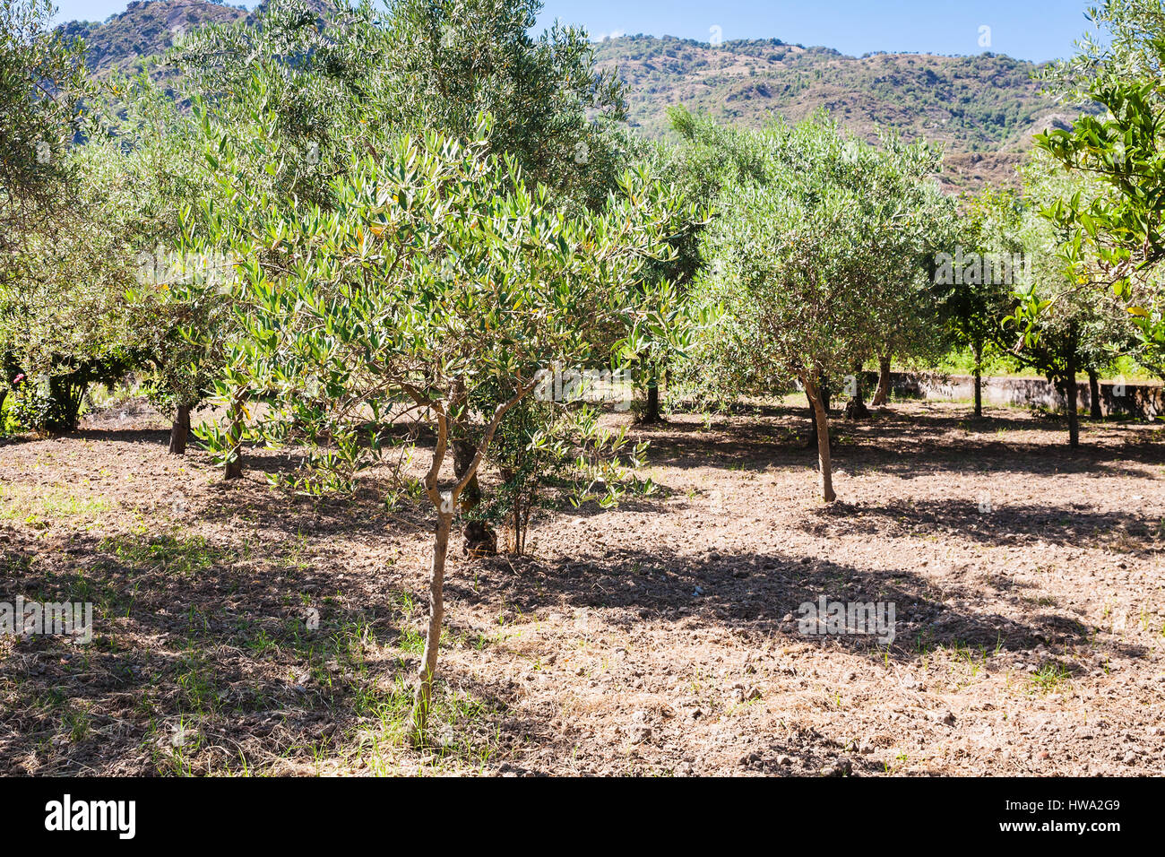 Agrotourismus in Italien - Hain von jungen Olivenbäumen im Garten in Sizilien Stockfoto