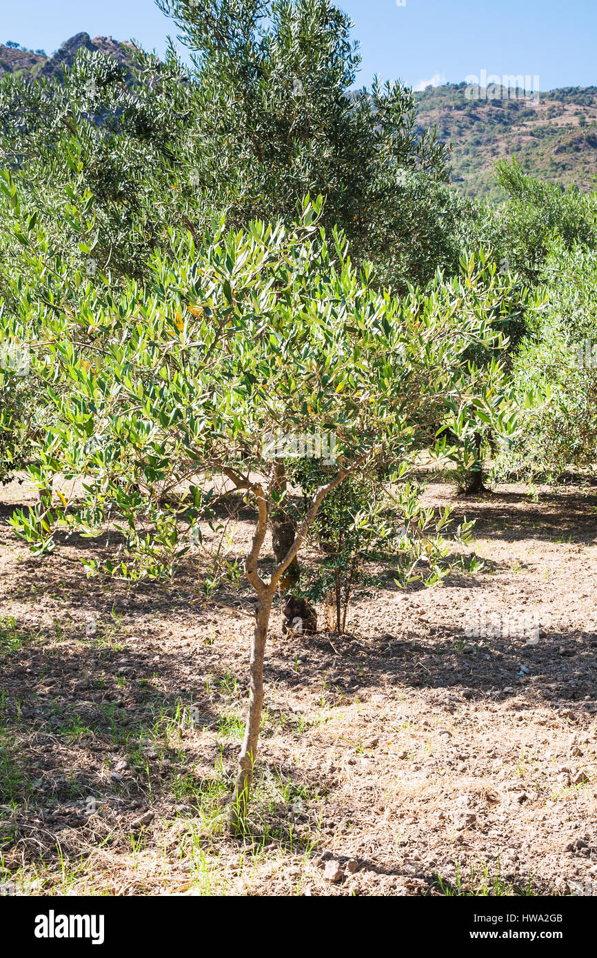 Agrotourismus in Italien - jungen Olivenbaum im Garten in Sizilien Stockfoto