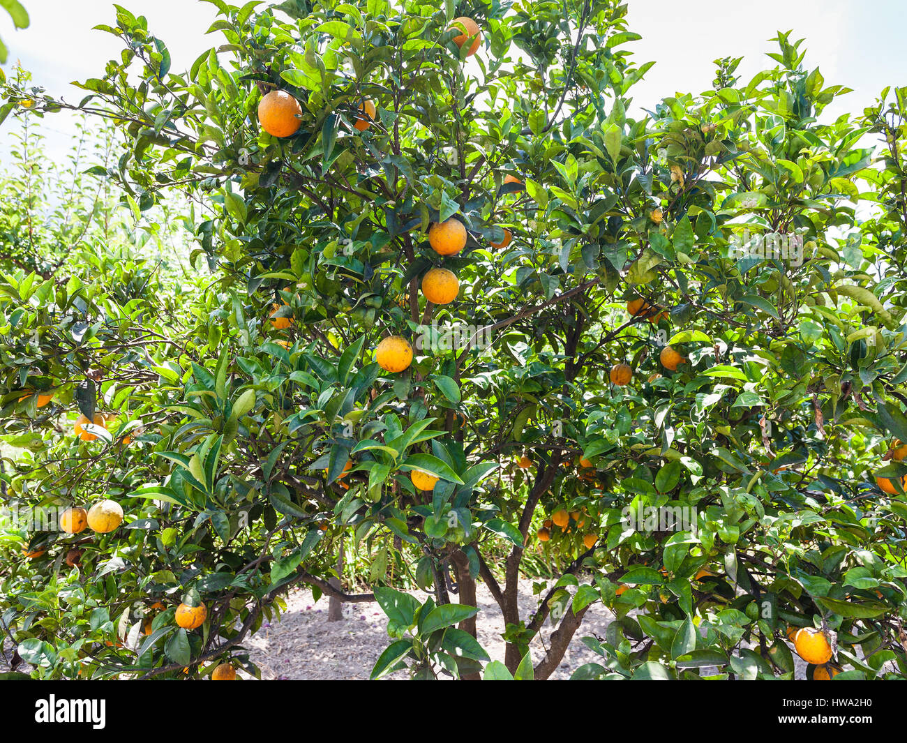 Agrotourismus in Italien - reifer Orangen am Baum in Sizilien Stockfoto