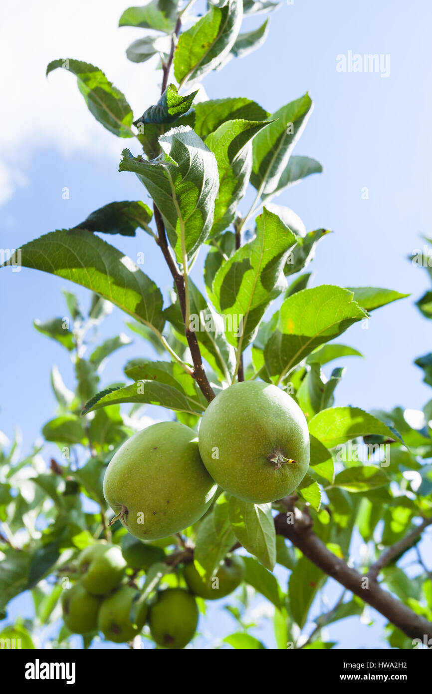 Agrotourismus in Italien - grüne Äpfel am Baum in Sizilien Stockfoto