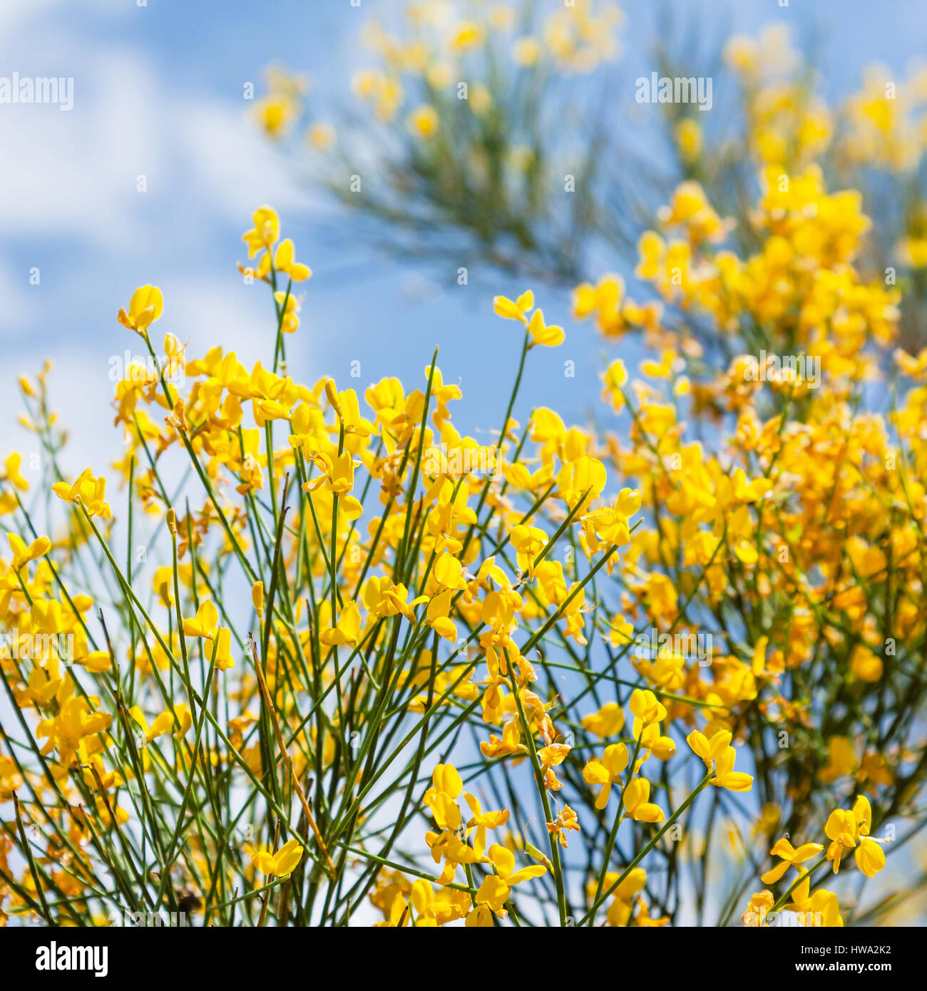 Reisen nach Italien gelben Blüten der Cytisus Busch hautnah auf Mount