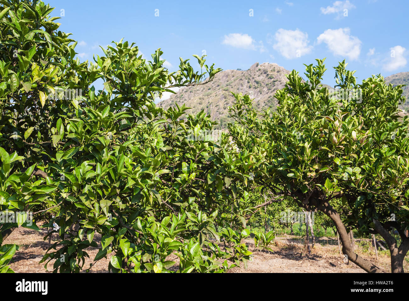 Agrotourismus in Italien - Zitrusbäume im Obstgarten in Sizilien im Sommertag Stockfoto