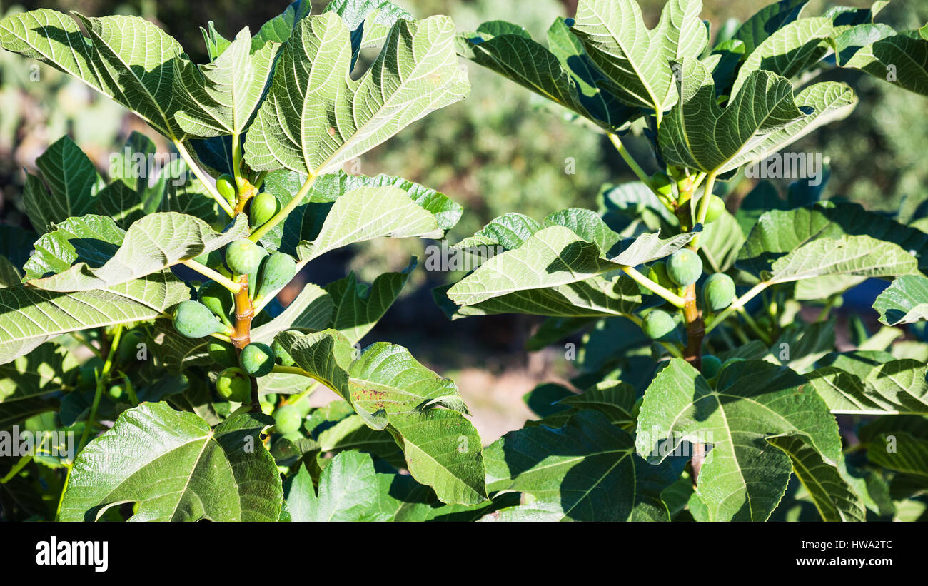 Agrotourismus in Italien - unreife Früchte der Feigenbaum in Sizilien Stockfoto