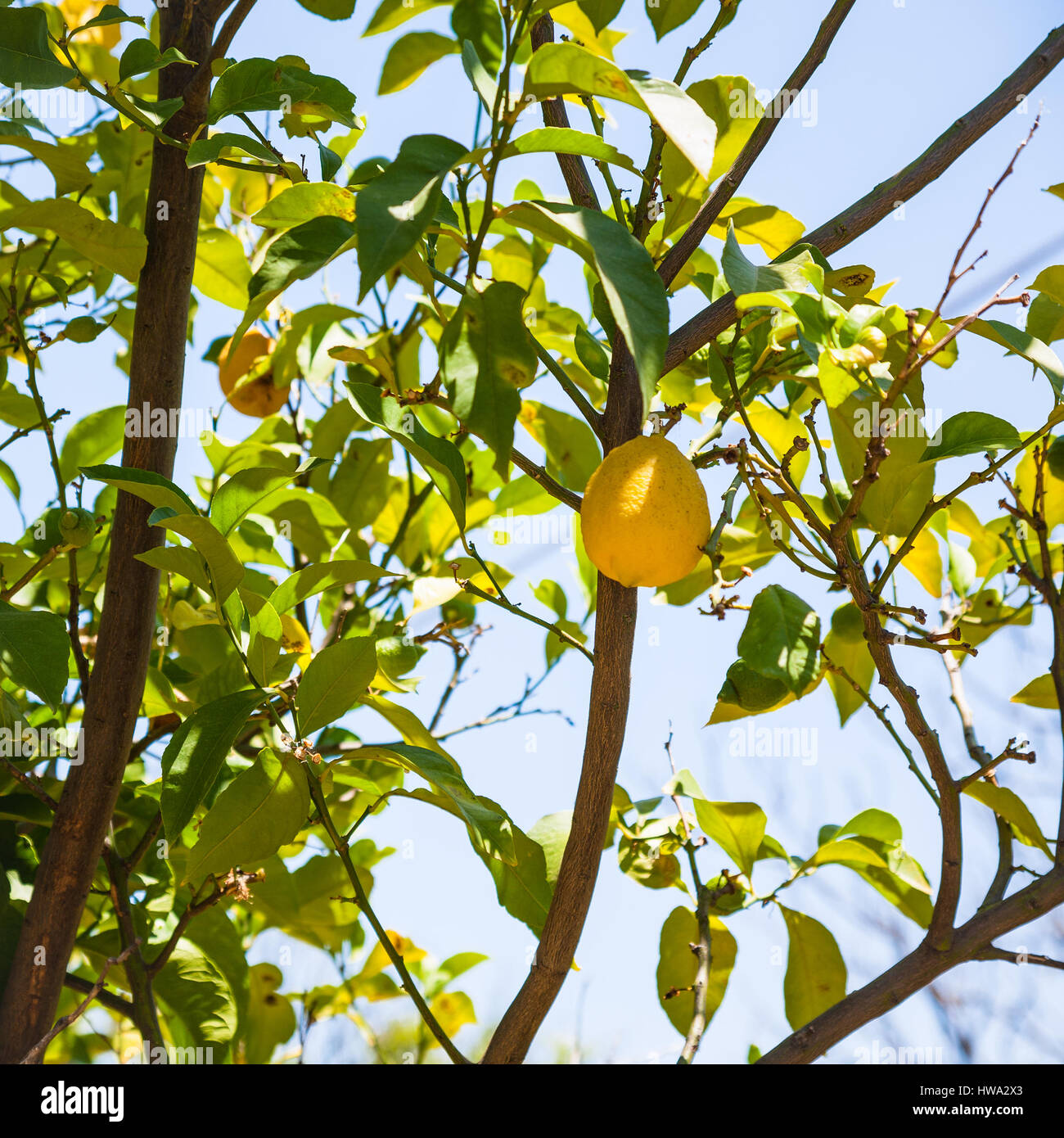Agrotourismus in Italien - eine Reife Gelbe Zitrone am Baum in Sizilien im Sommer Stockfoto