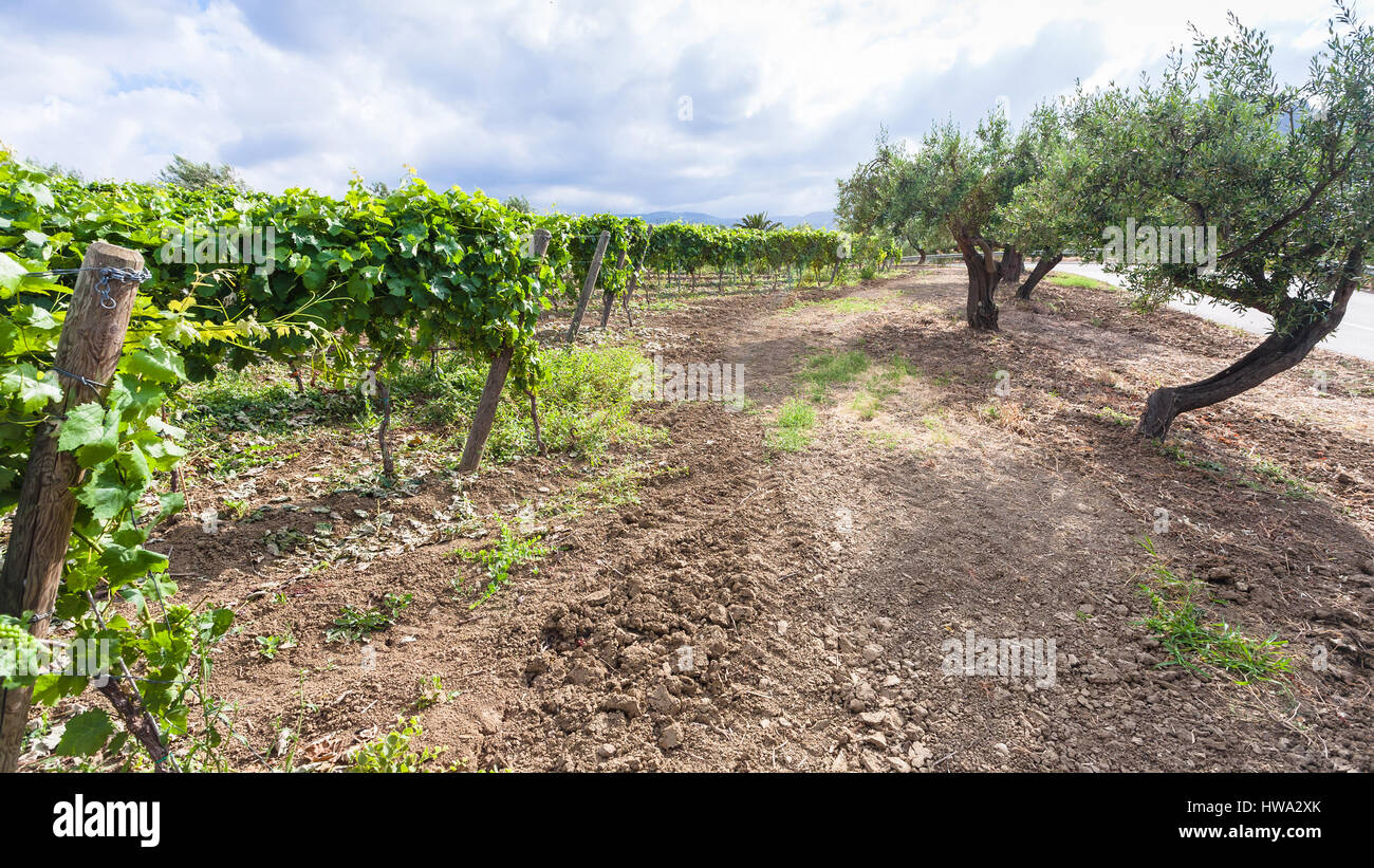 Agrotourismus in Italien - grüne Weinberge und Olivenbäume am Straßenrand in Sizilien Stockfoto