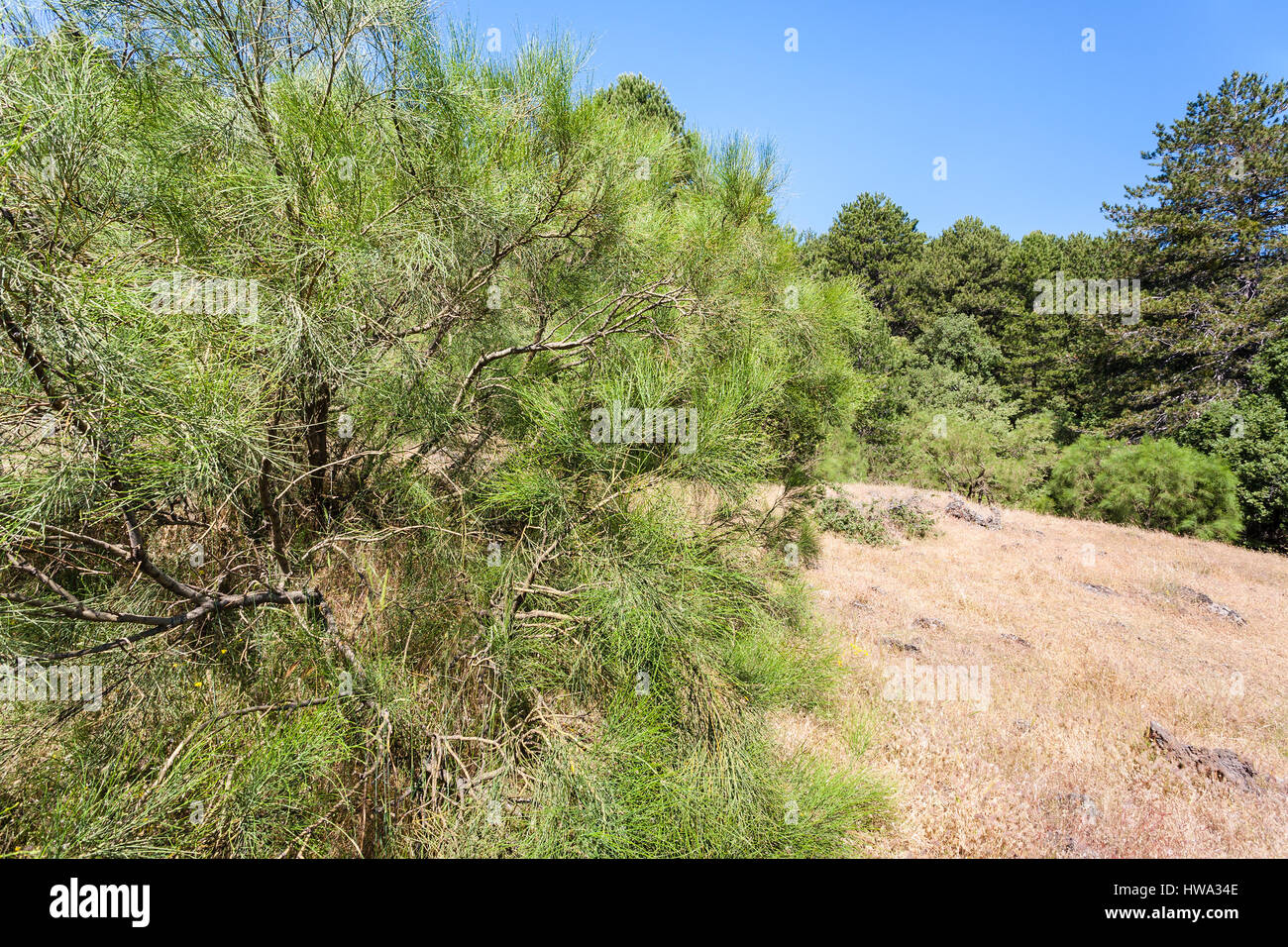 Reisen Sie nach Italien - Tanne am Hang des Vulkan Ätna in Sizilien Stockfoto