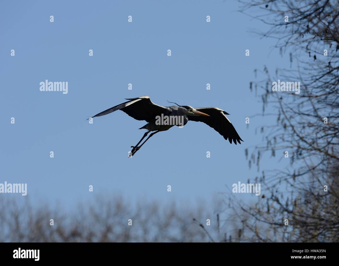 Fliegende Graureiher Stockfoto