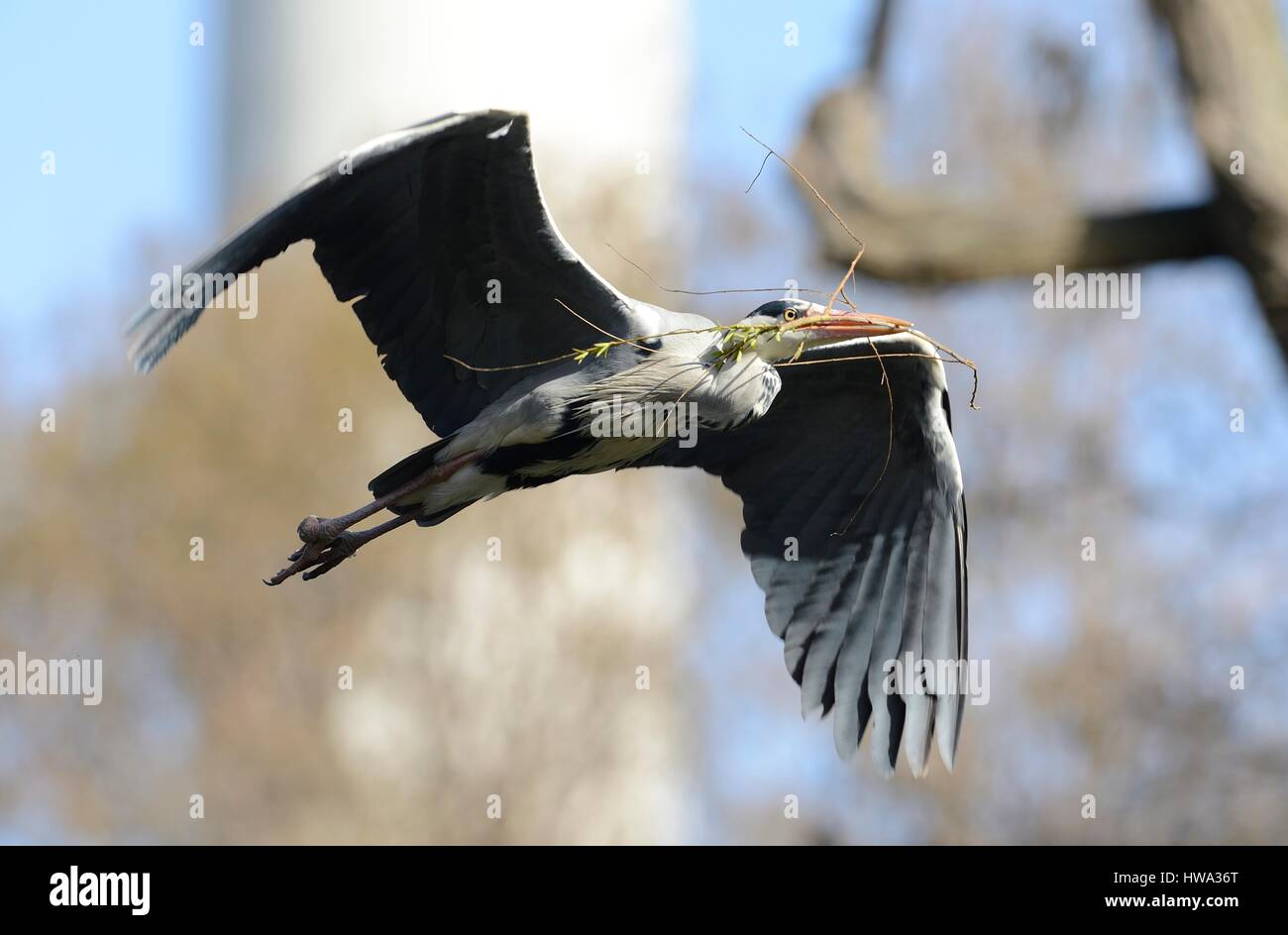 Fliegende Graureiher Stockfoto