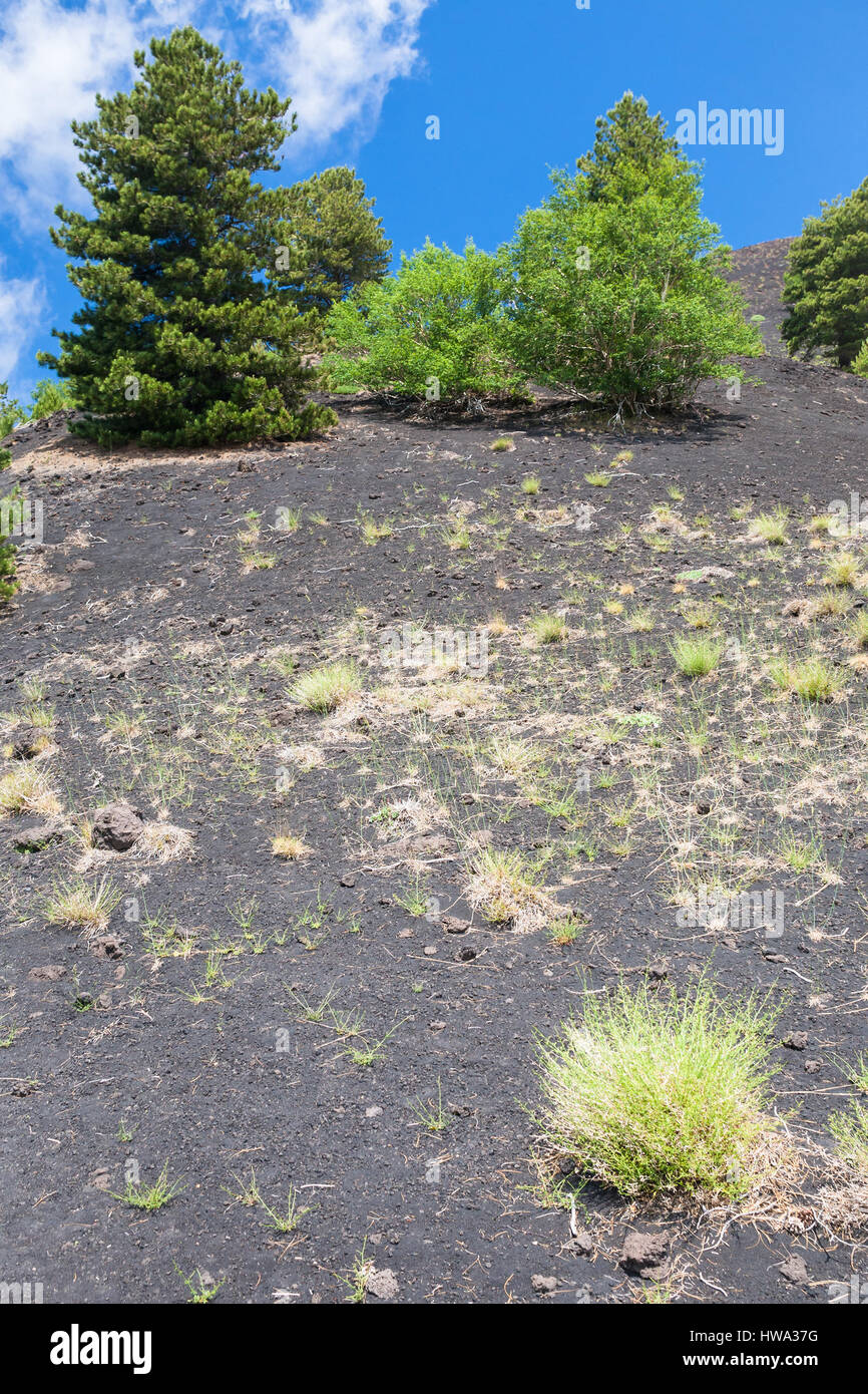 Reisen Sie nach Italien - grünen Kiefern auf vulkanischem Boden am Hang des Mount Etna in Sizilien Stockfoto