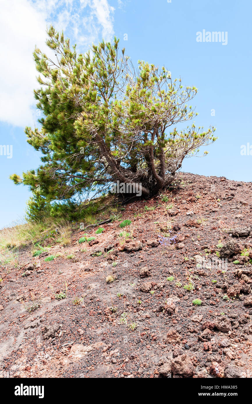 Reisen Sie nach Italien - Kiefer auf rote Vulkanerde am Hang des Mount Etna in Sizilien Stockfoto