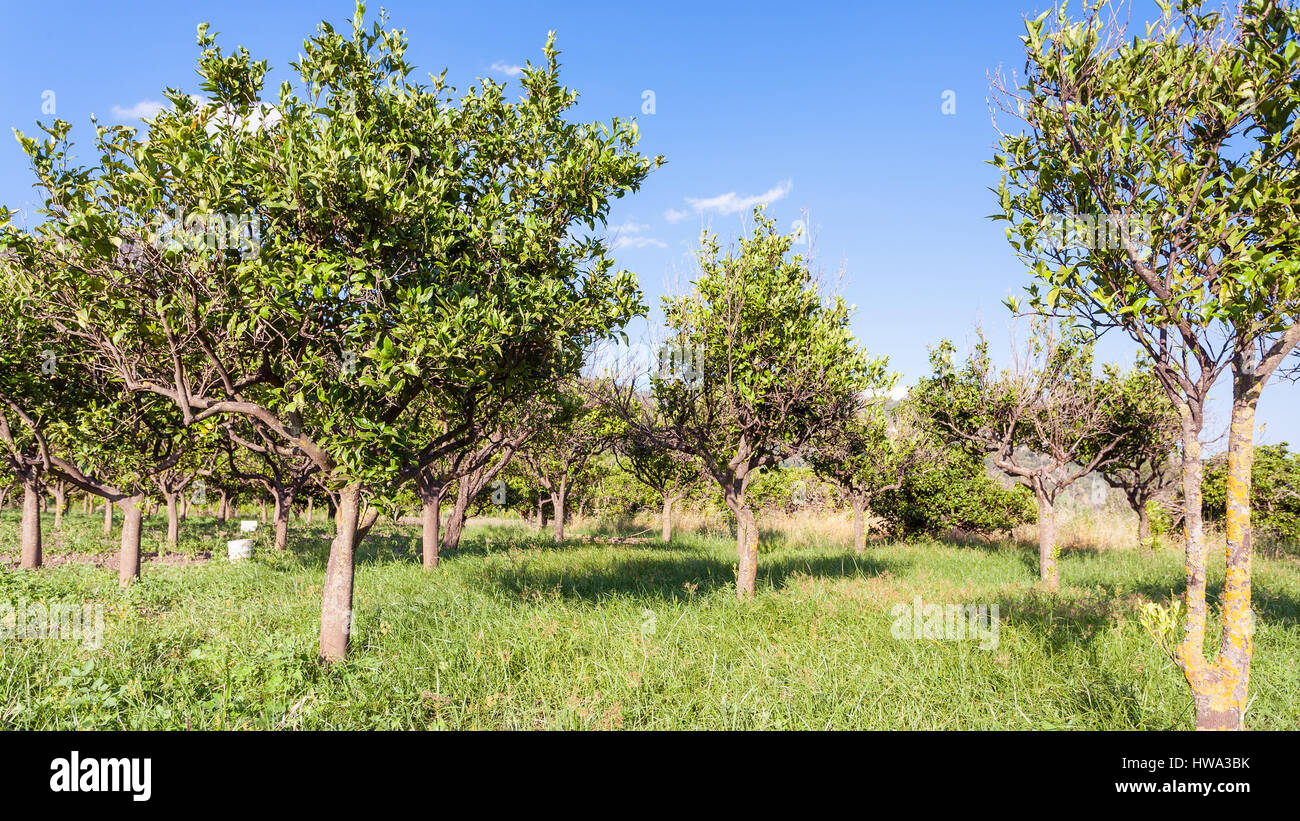 Agrotourismus in Italien - Zitrushain in Sizilien im Sommertag Stockfoto