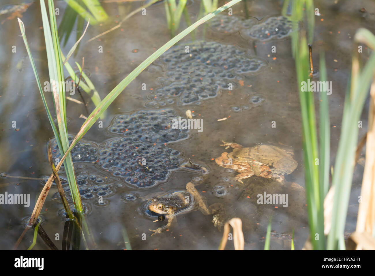 Teichleben frosch Fotos und Bildmaterial in hoher Auflösung Alamy