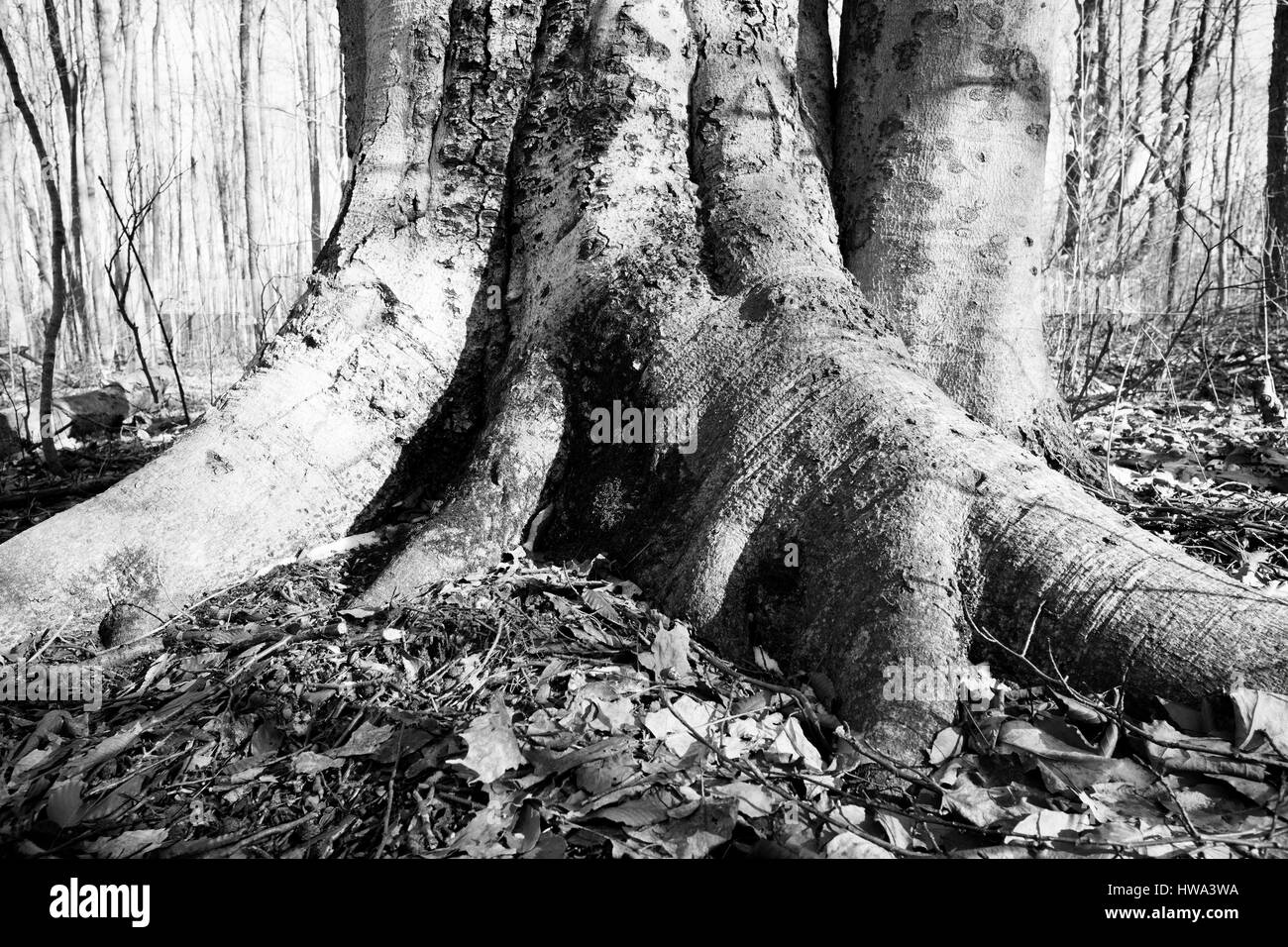 Wurzeln der großen Baum fest verwurzelt in der Erde für Stabilität und Festigkeit Stockfoto
