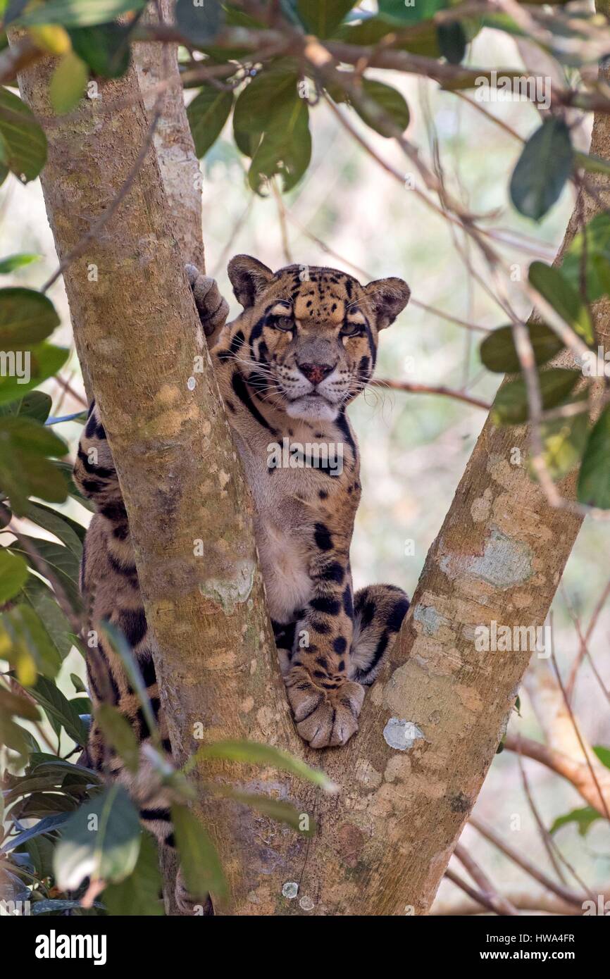 Indien, Bundesstaat Tripura, chinierte Leopard (Neofelis Nebulosa) Stockfoto