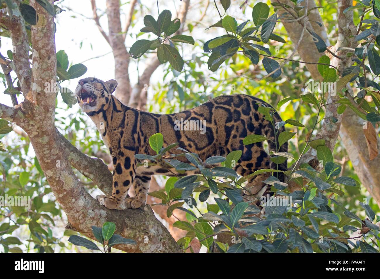 Indien, Bundesstaat Tripura, chinierte Leopard (Neofelis Nebulosa) Stockfoto