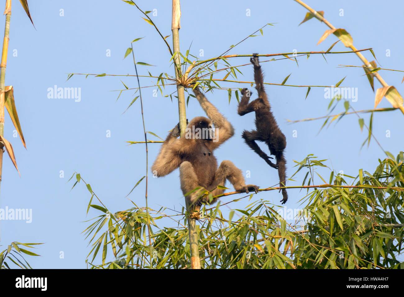 Indien, Tripura Staat, Gumti Wildschutzgebiet, westlichen Hoolock Gibbon (Hoolock Hoolock), erwachsenes Weibchen mit baby Stockfoto