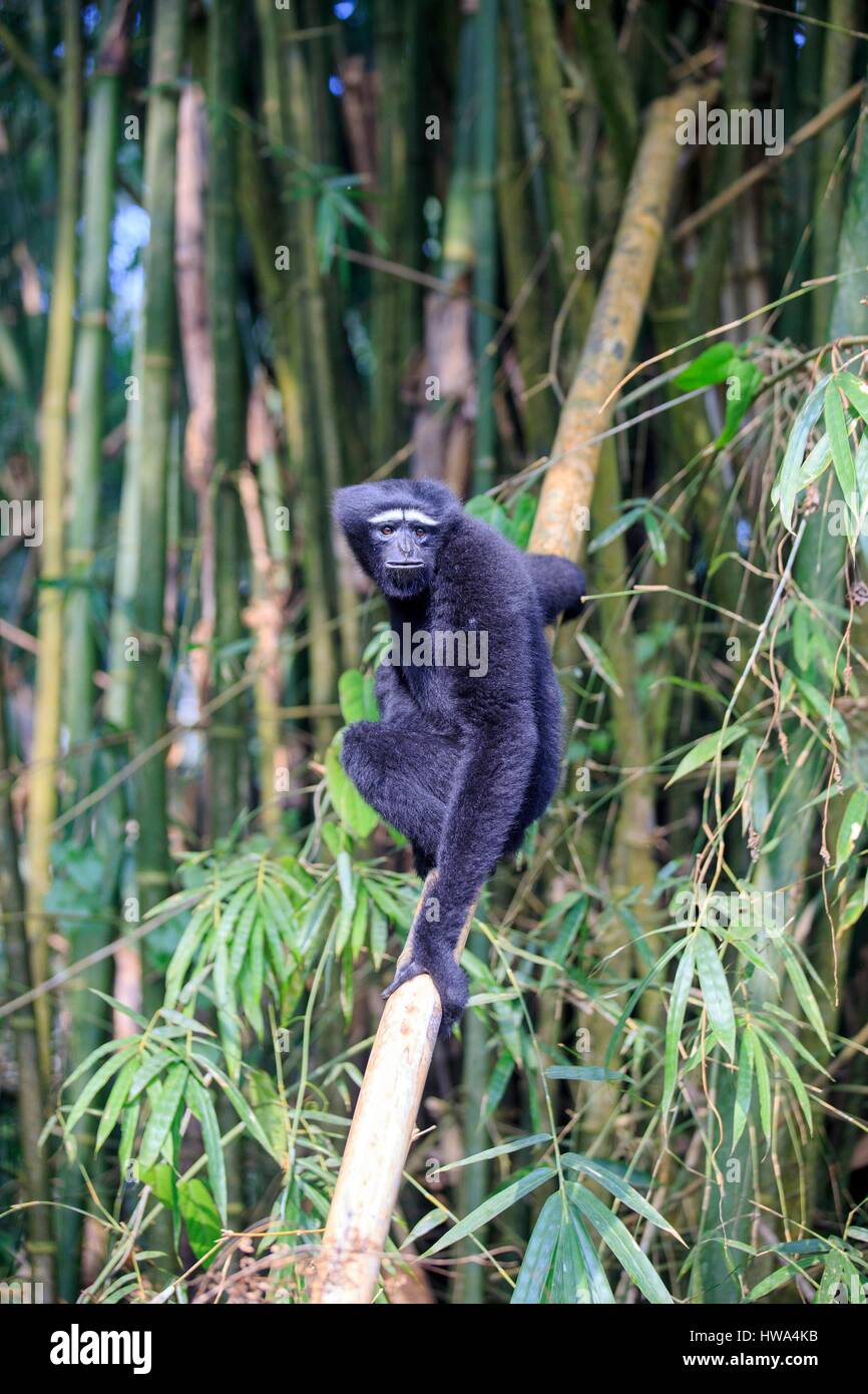 Indien, Tripura Staat, Gumti Wildschutzgebiet, westlichen Hoolock Gibbon (Hoolock Hoolock), Männchen Stockfoto